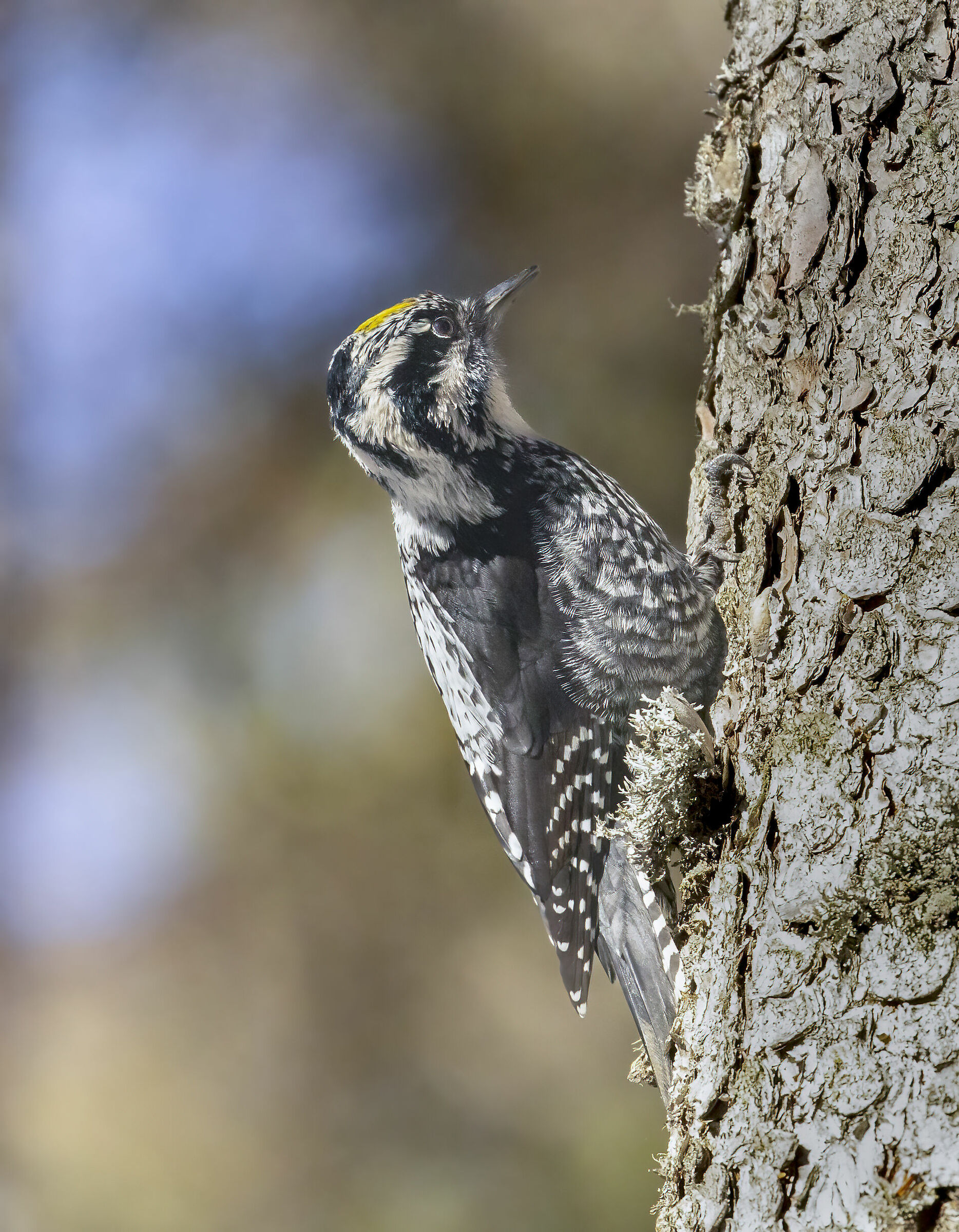 quel ciuffo giallo, picchio tridattilo maschio
