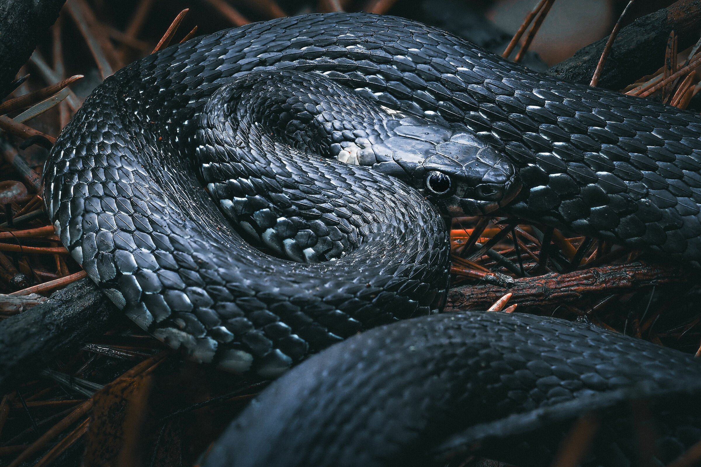 Grass snake (natrix natrix)