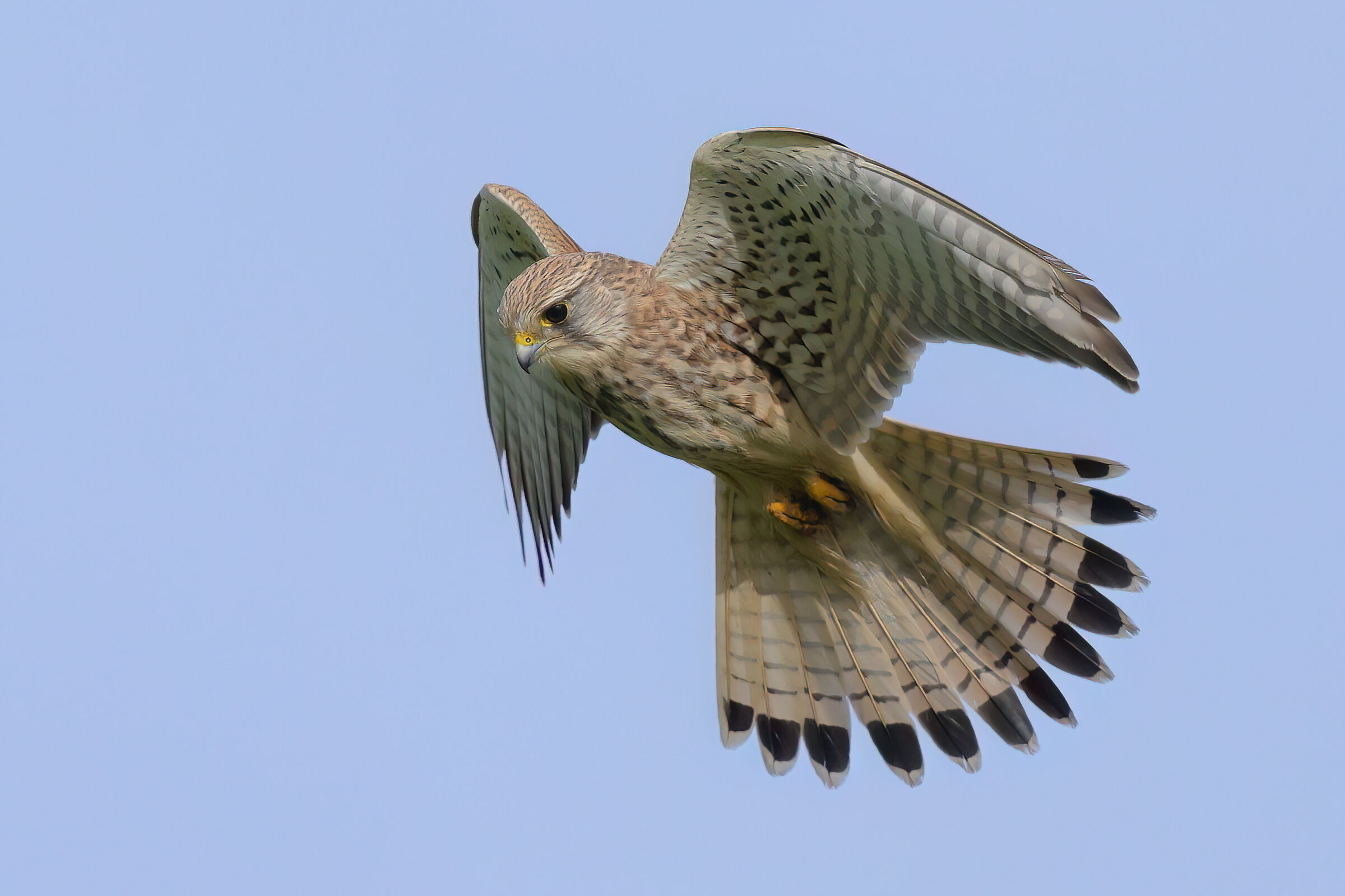 Il ventaglio del gheppio