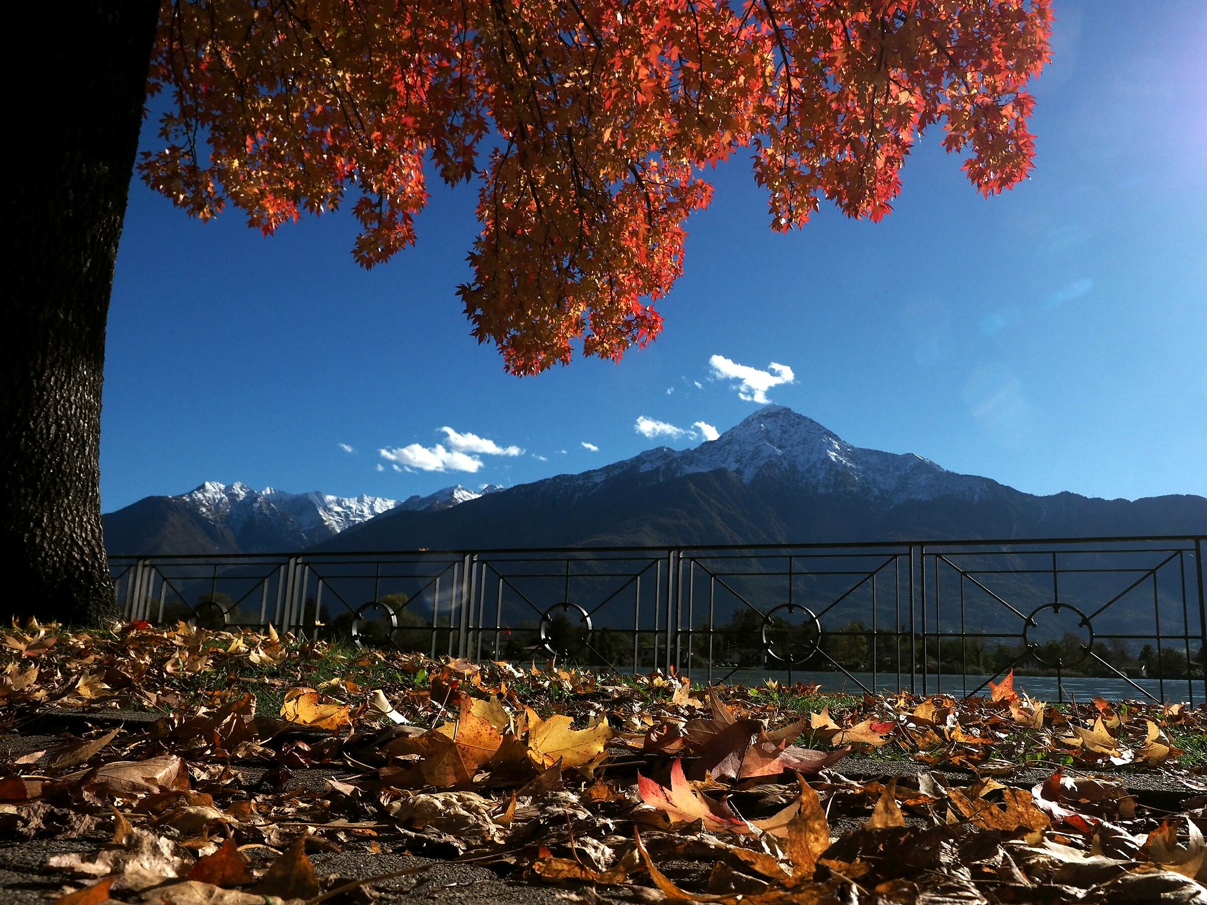 foliage on the Mera River