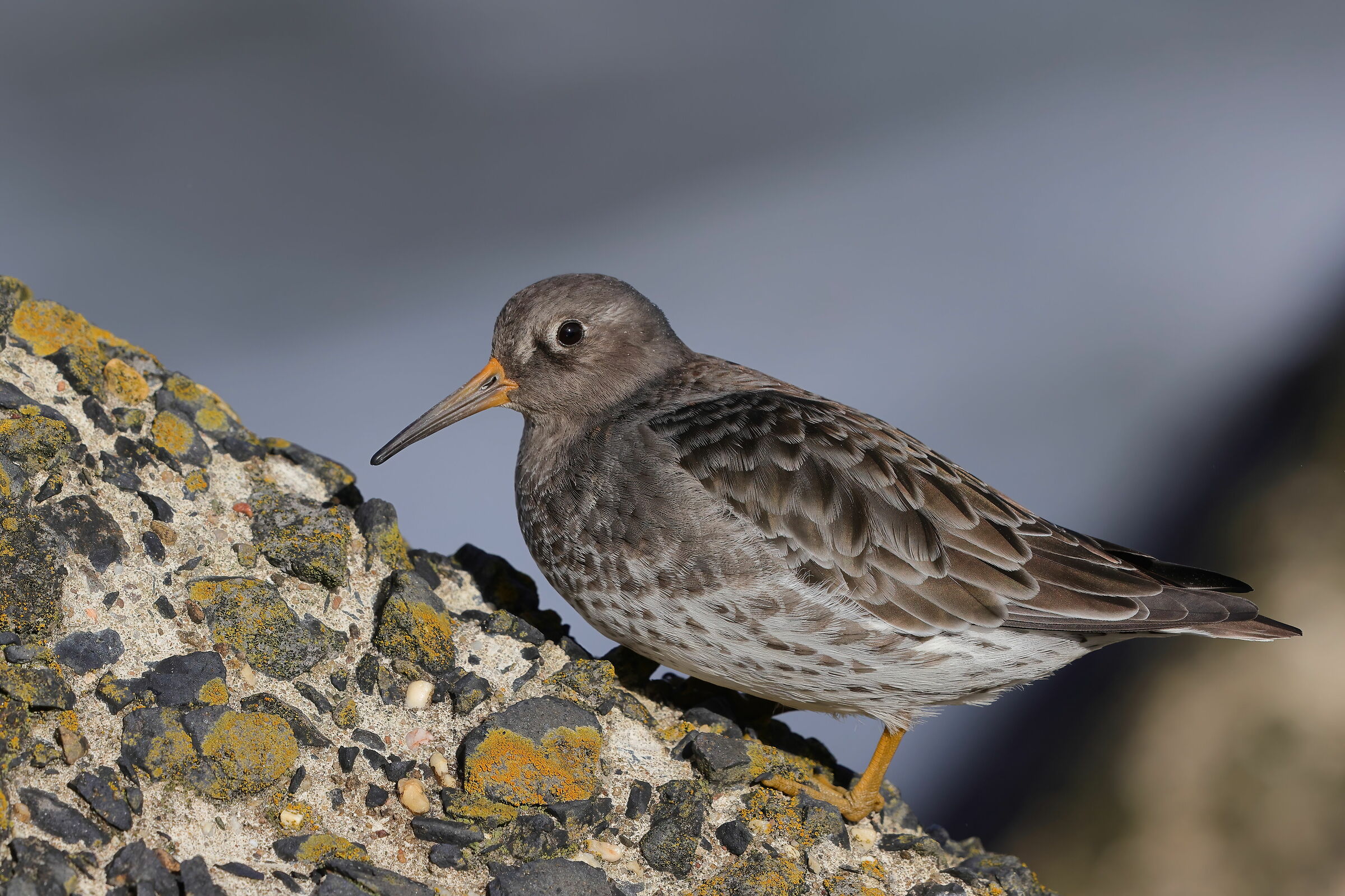 Violet sandpiper