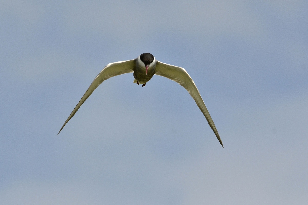 mignattino piombato 2