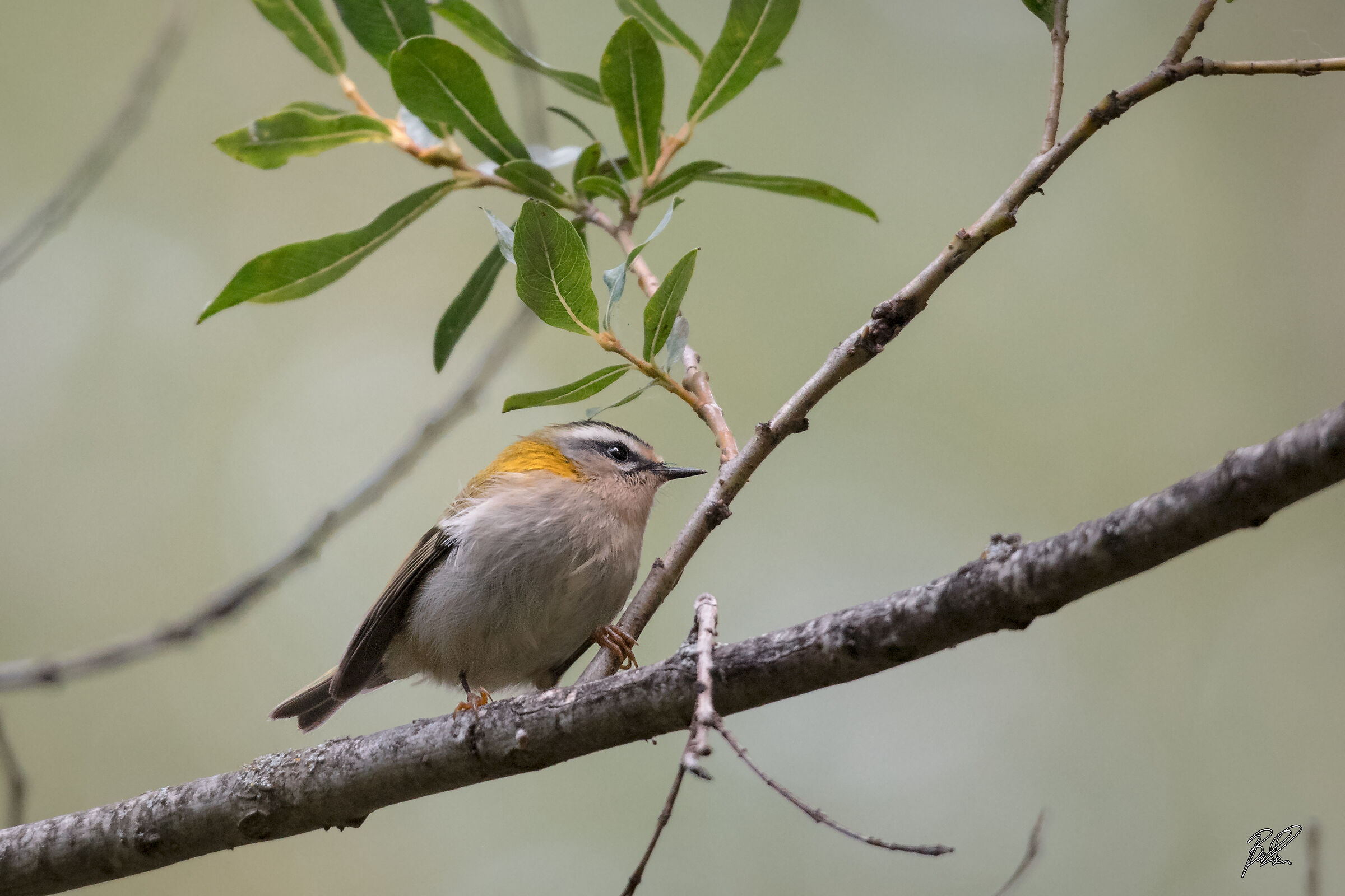 Firecrest