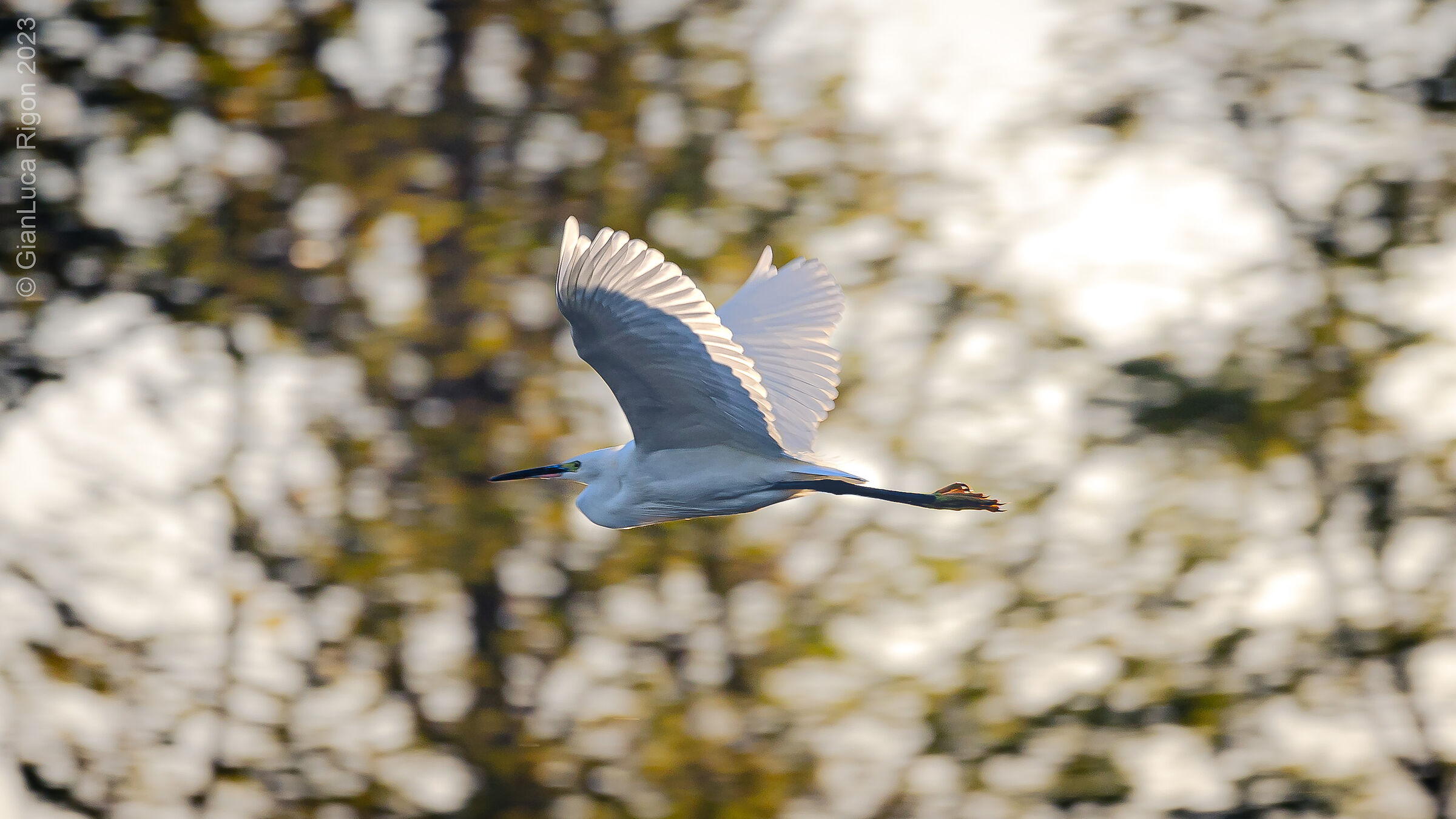Airone bianco in volo