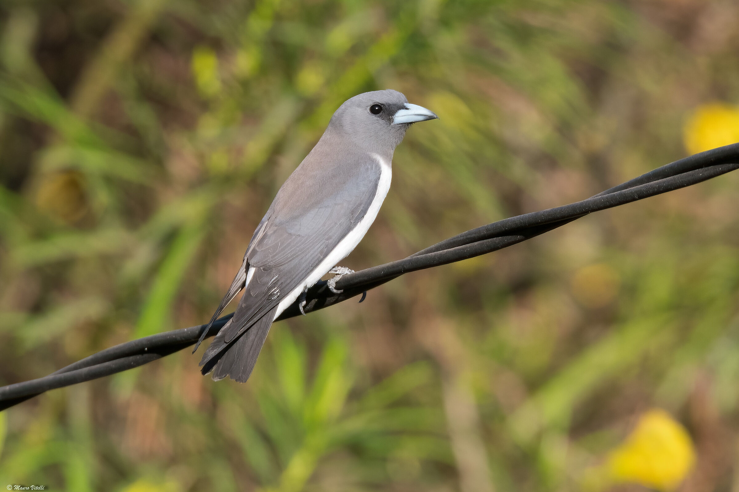 White-breasted antamo or woodland swallow