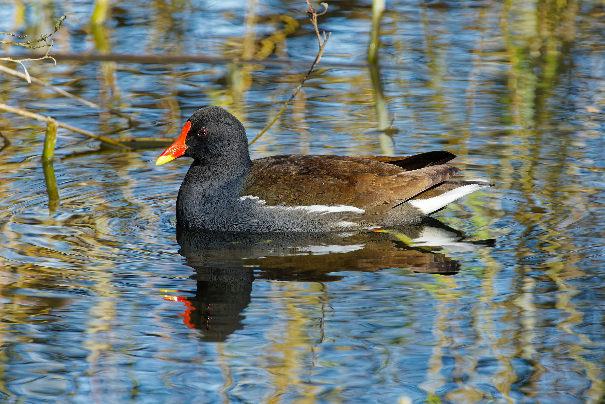 Prime prove 100-500 L