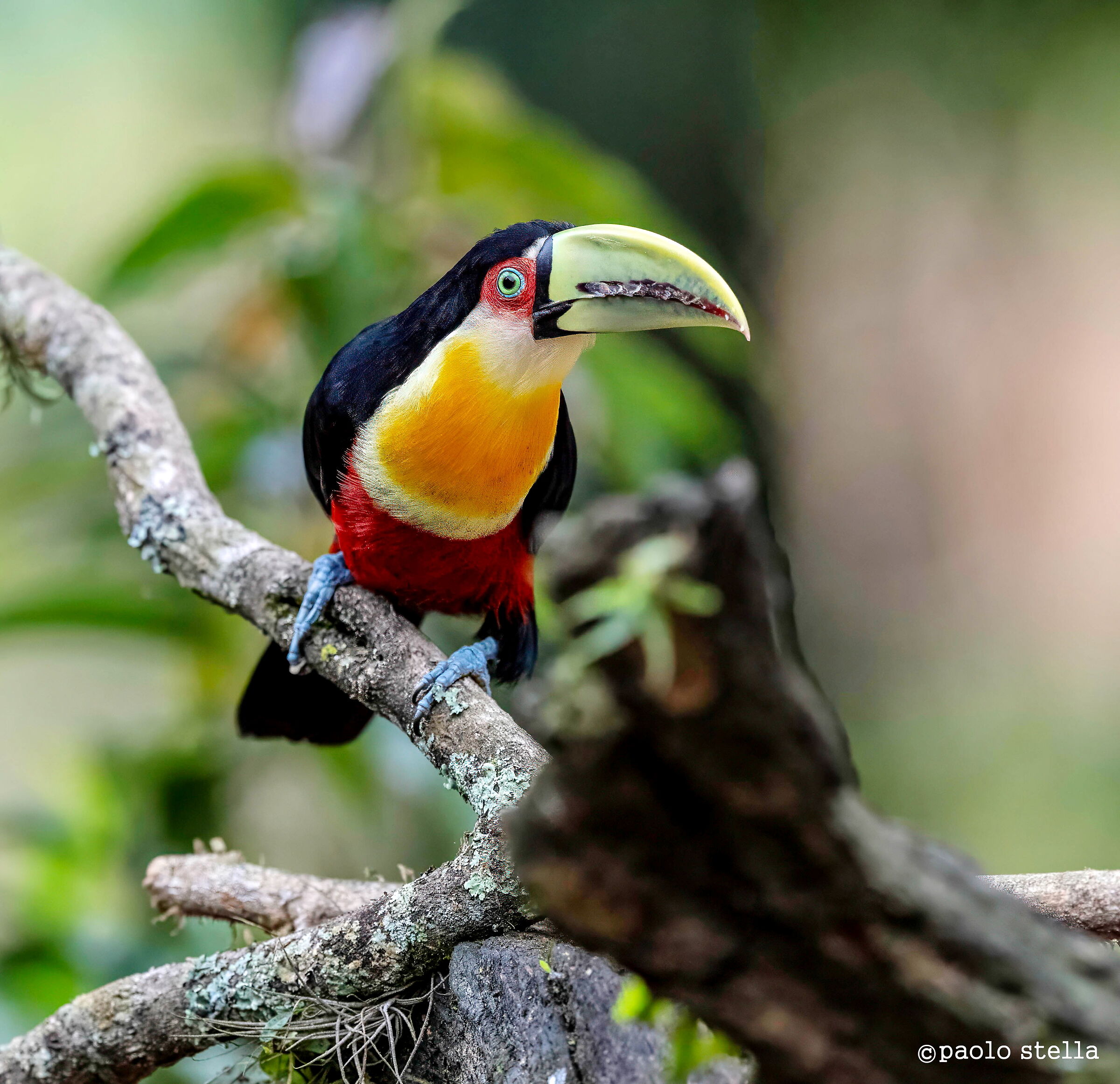 Green-billed toucan