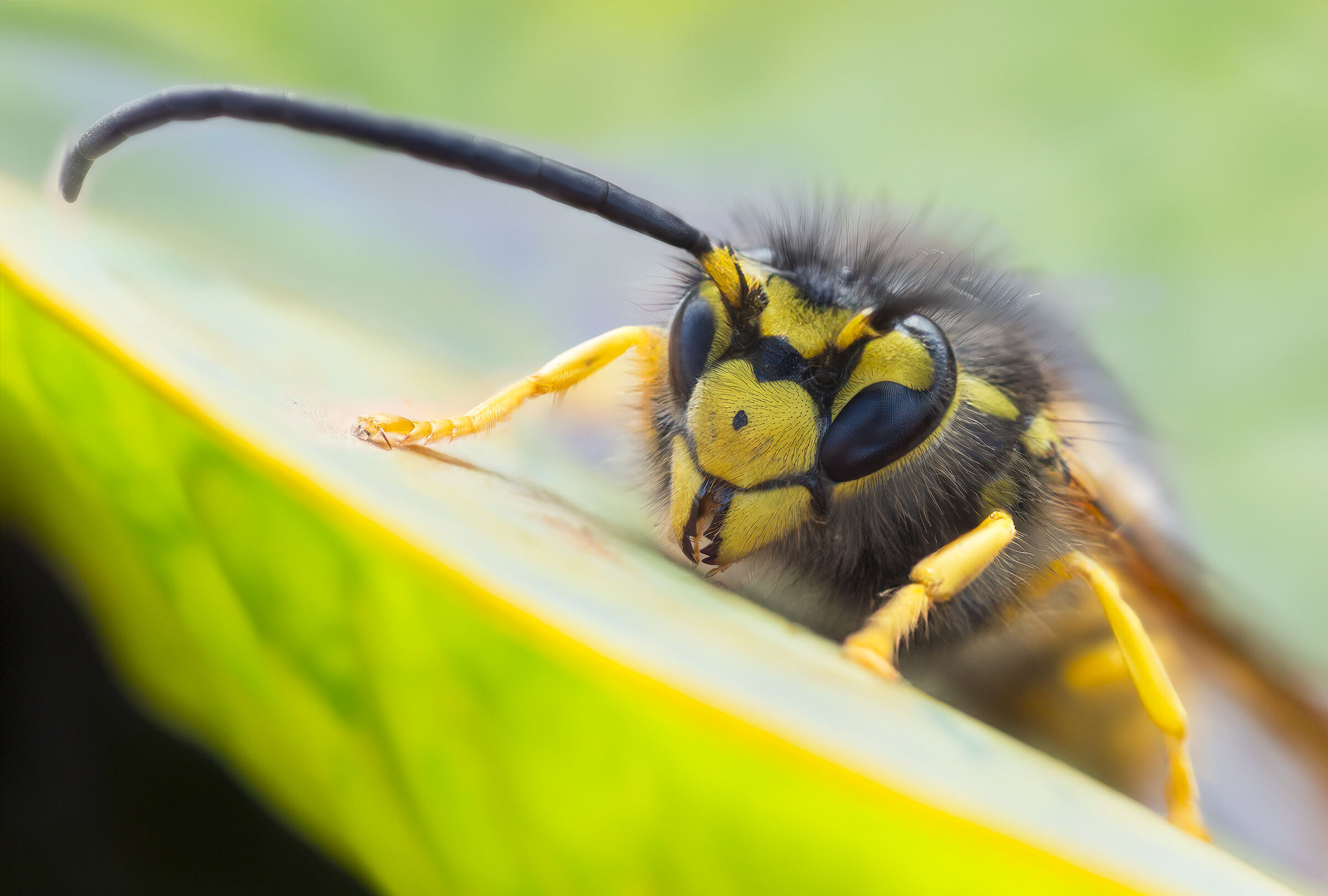 Vespula Germanica