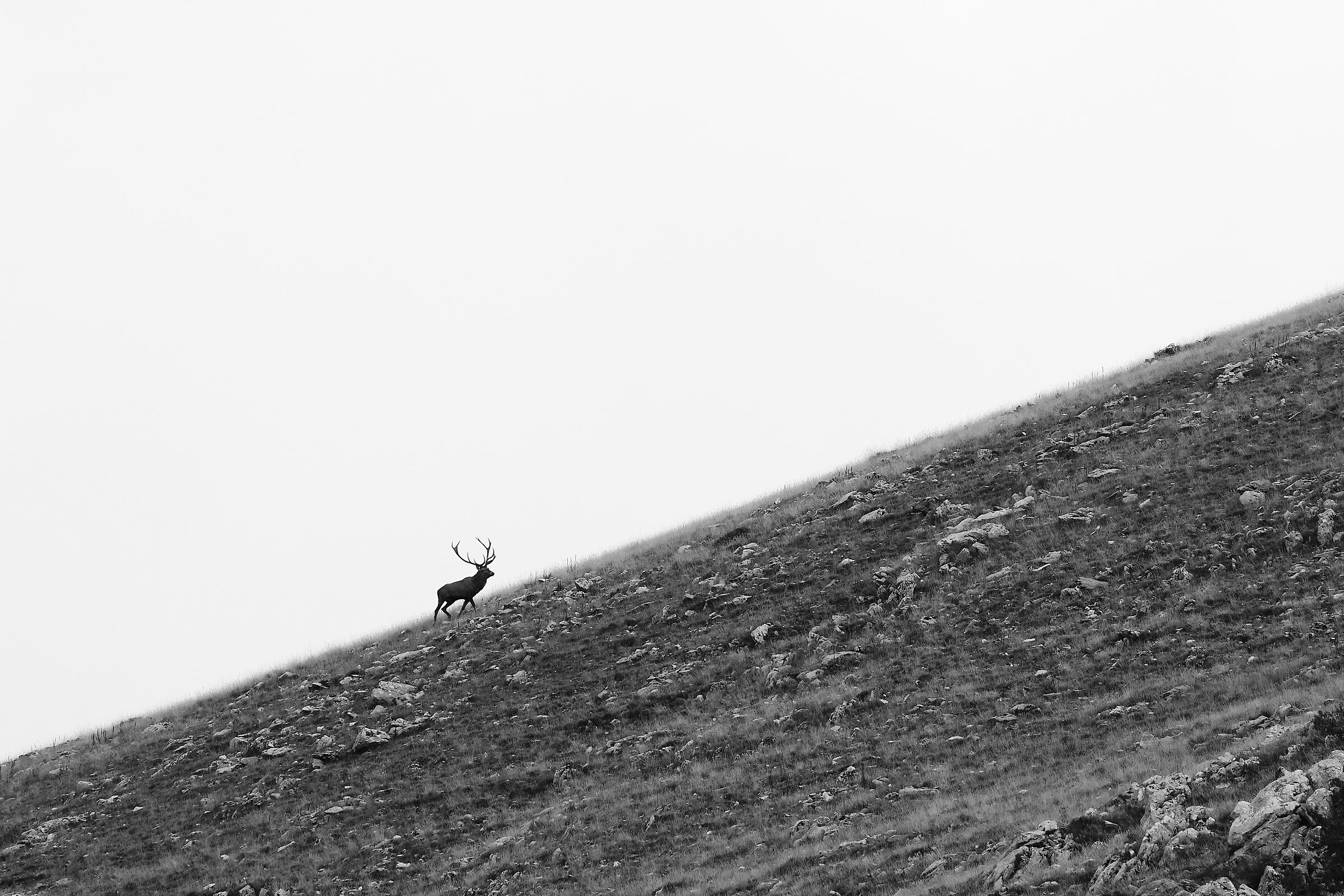 Sul crinale