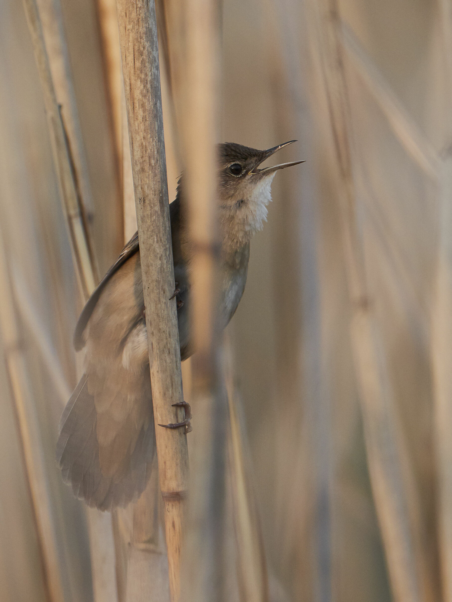 Parula di Savi ( Locustella luscinioides )