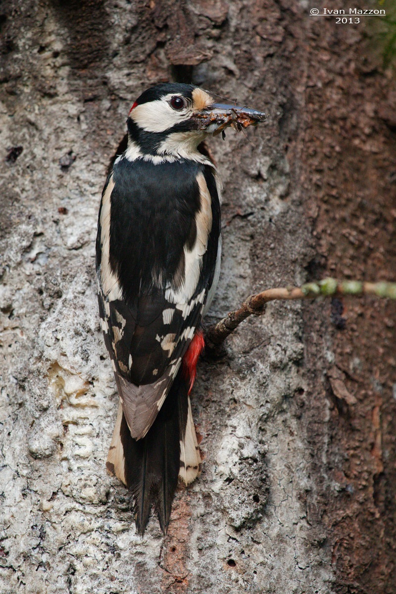 Dinner is served - Dendrocopos major -