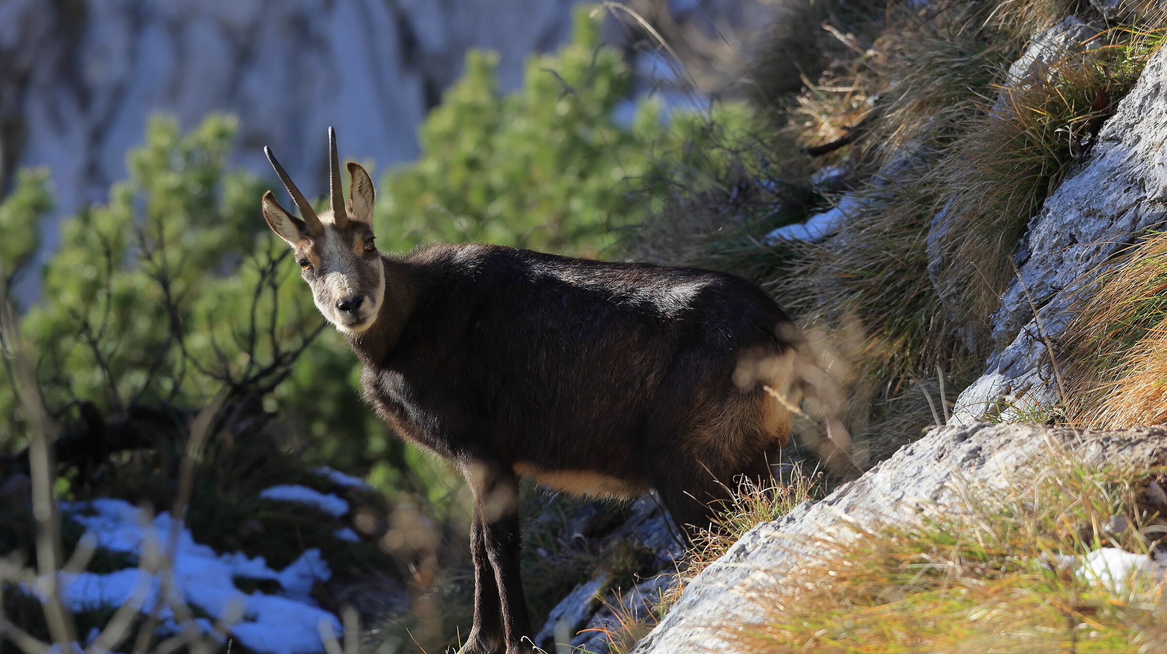 Chamois