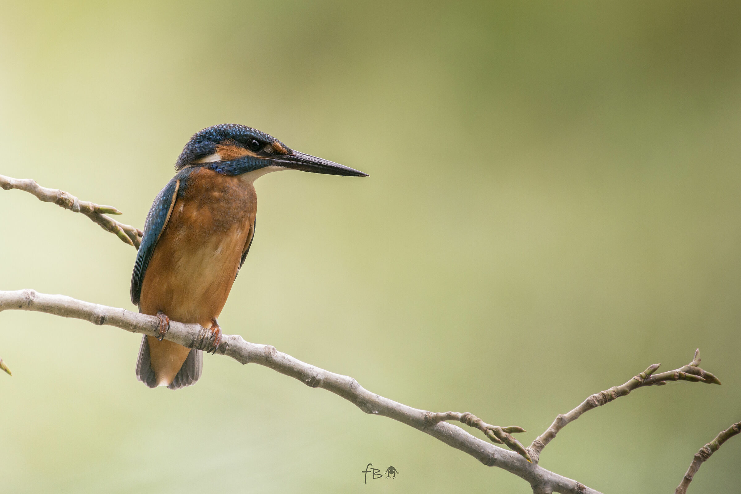 Kingfisher