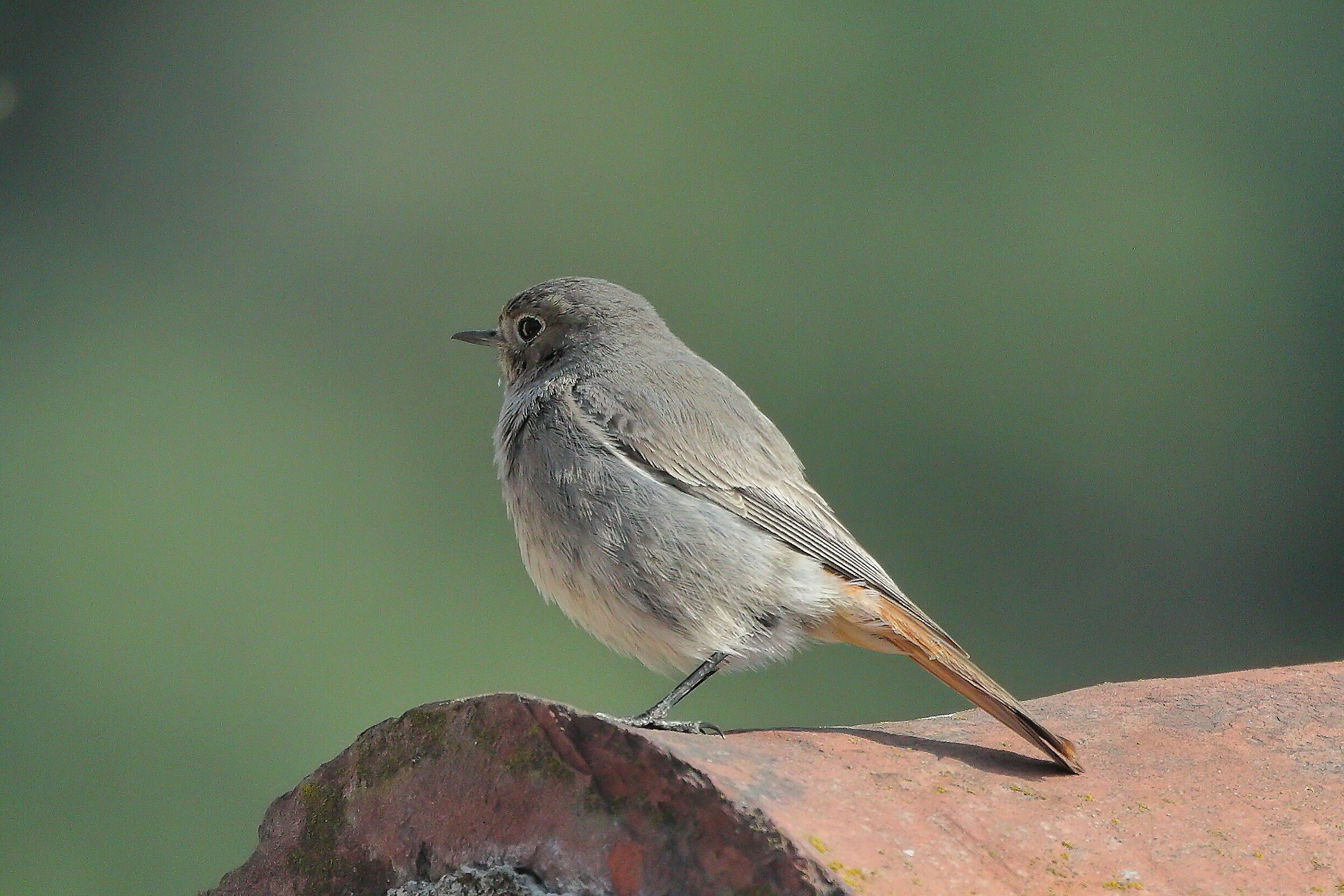 Redstart 01 June 2023