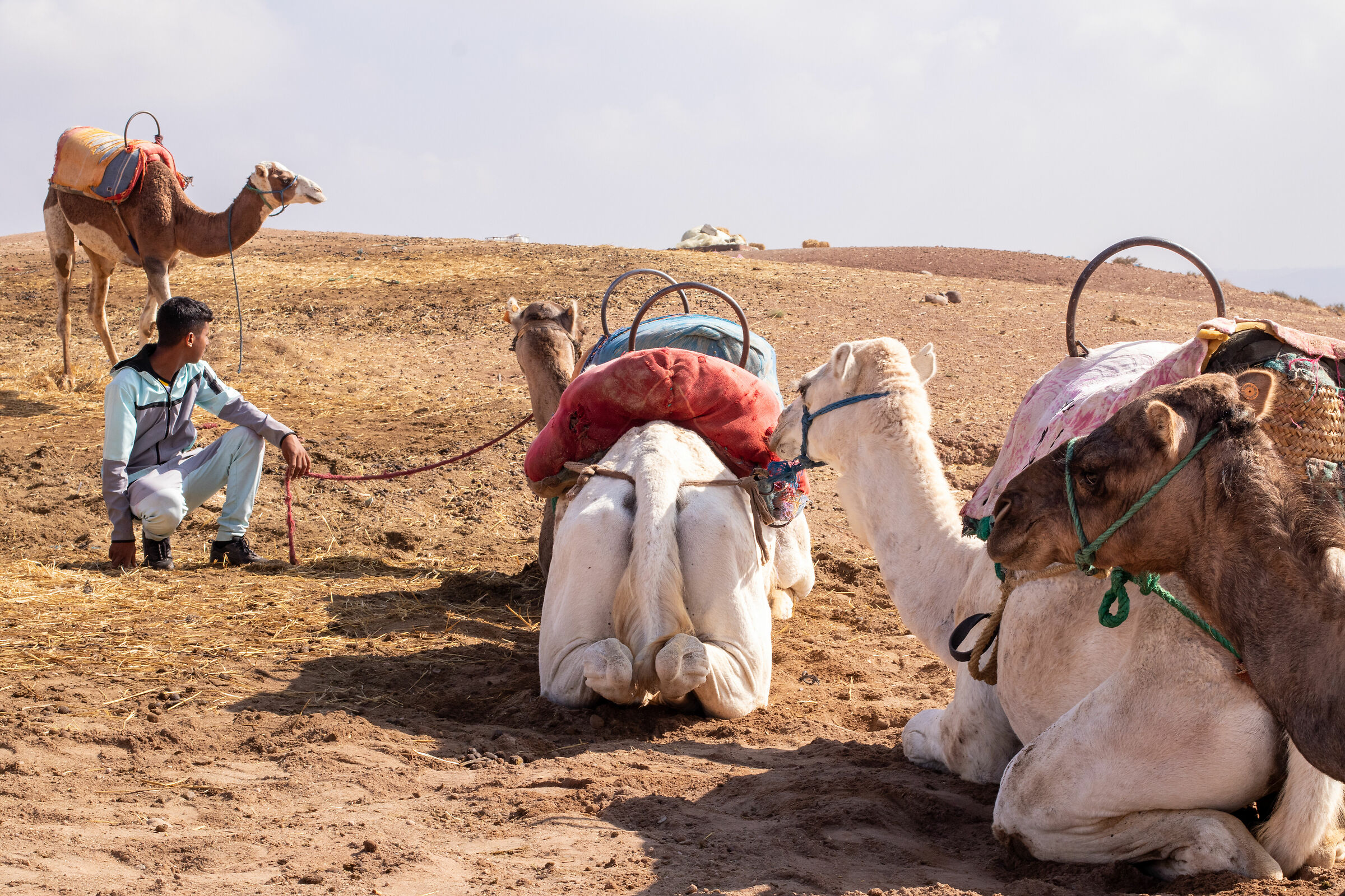 Camels with leader