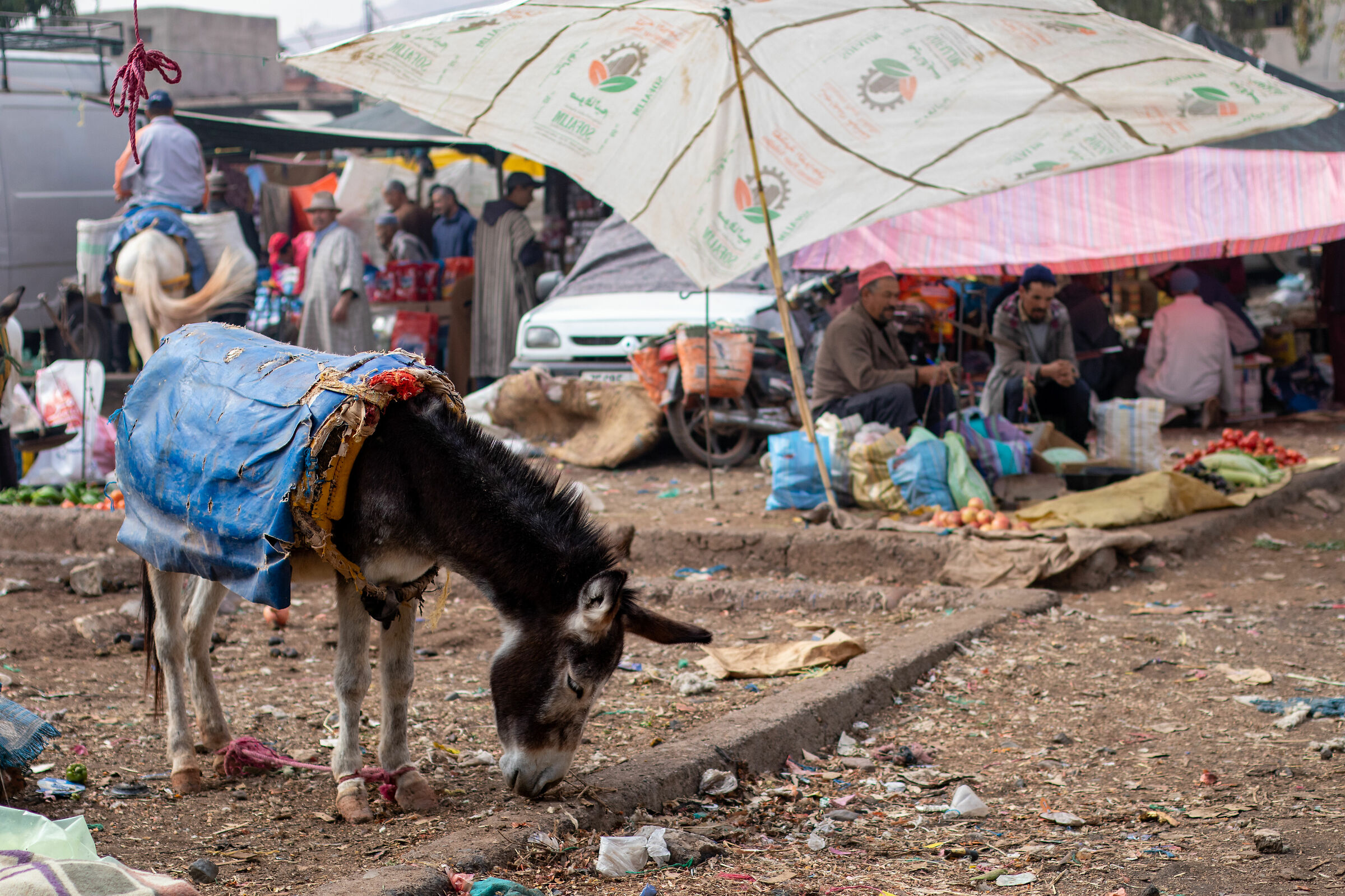 Donkey in animals market