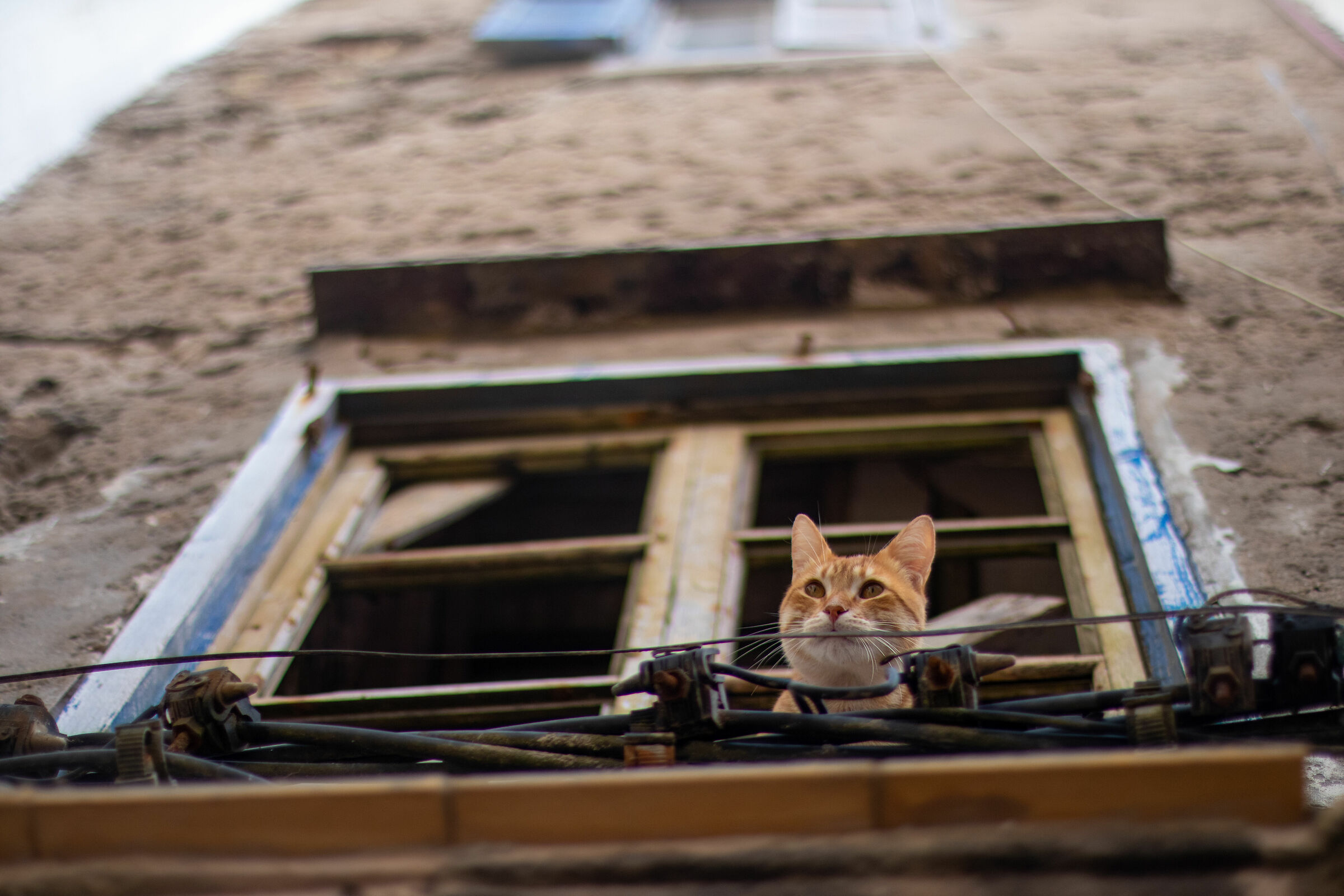 Cat looking out of the window