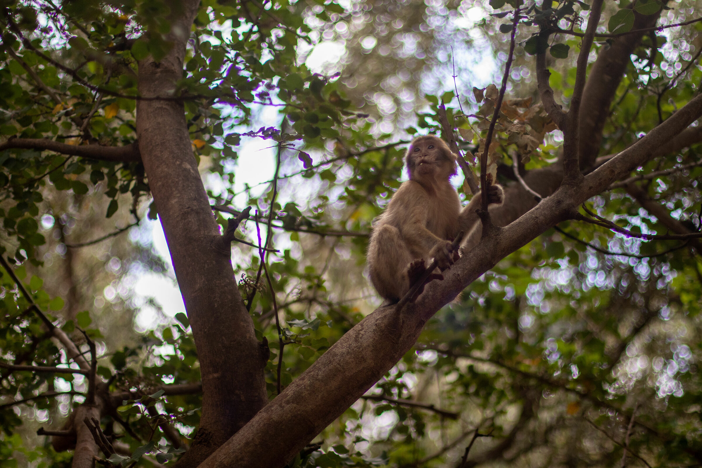 Macaque