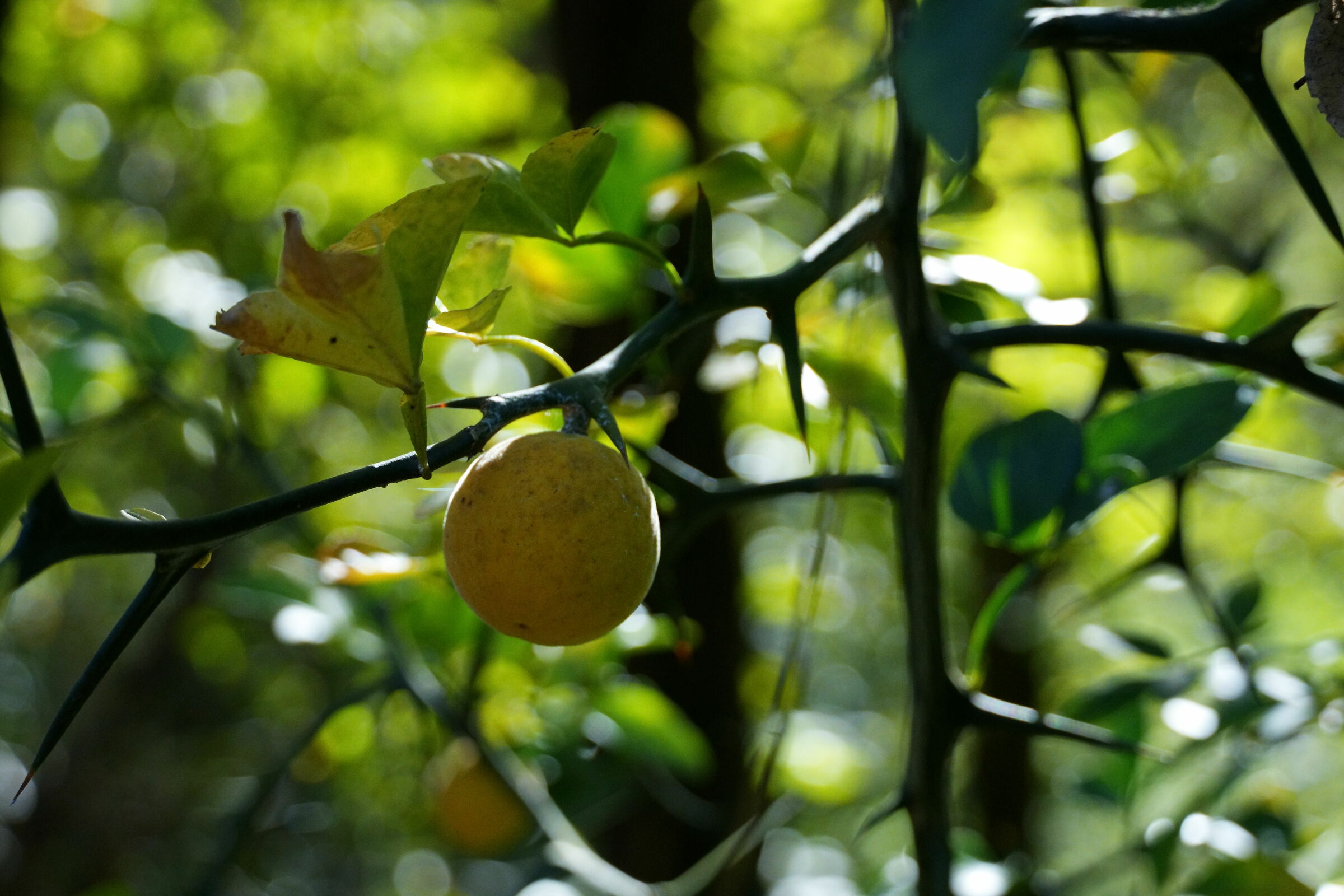 Citrus trifoliata, detto anche Ponciro