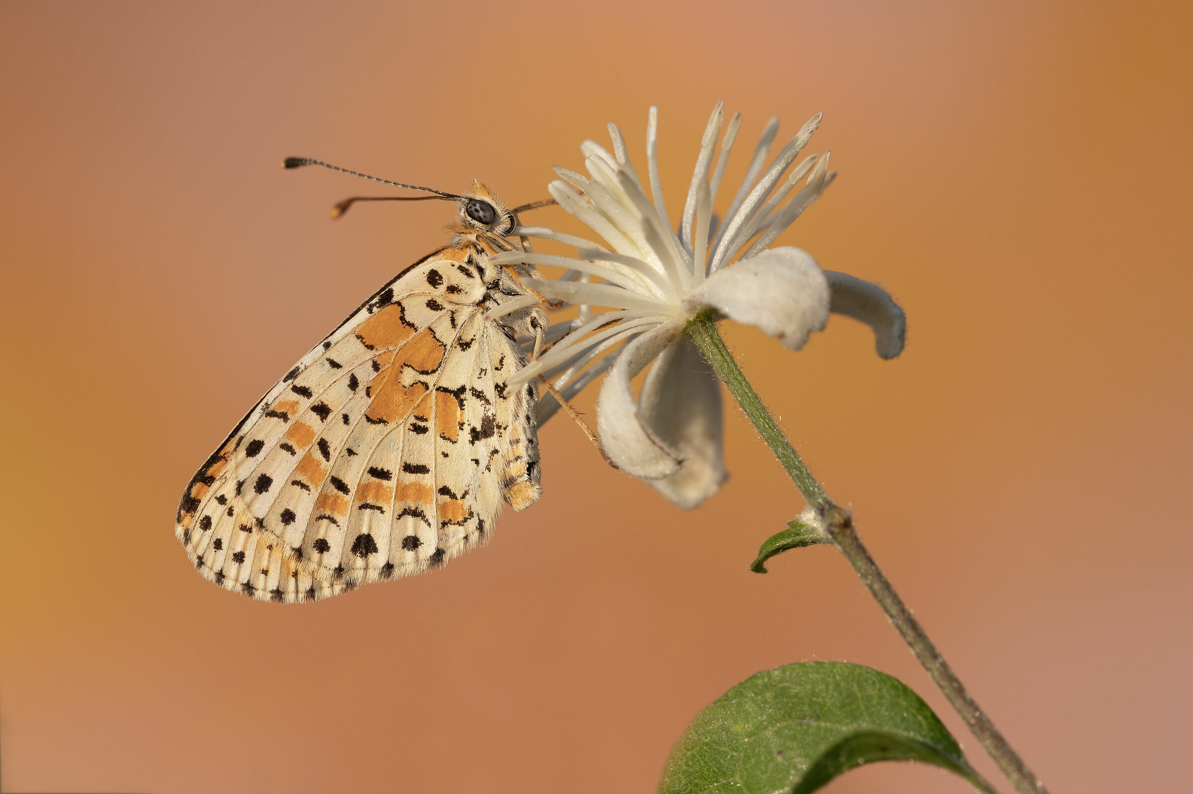 Melitaea didyma