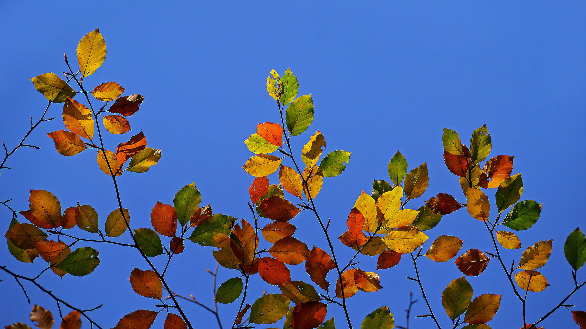 Fagus