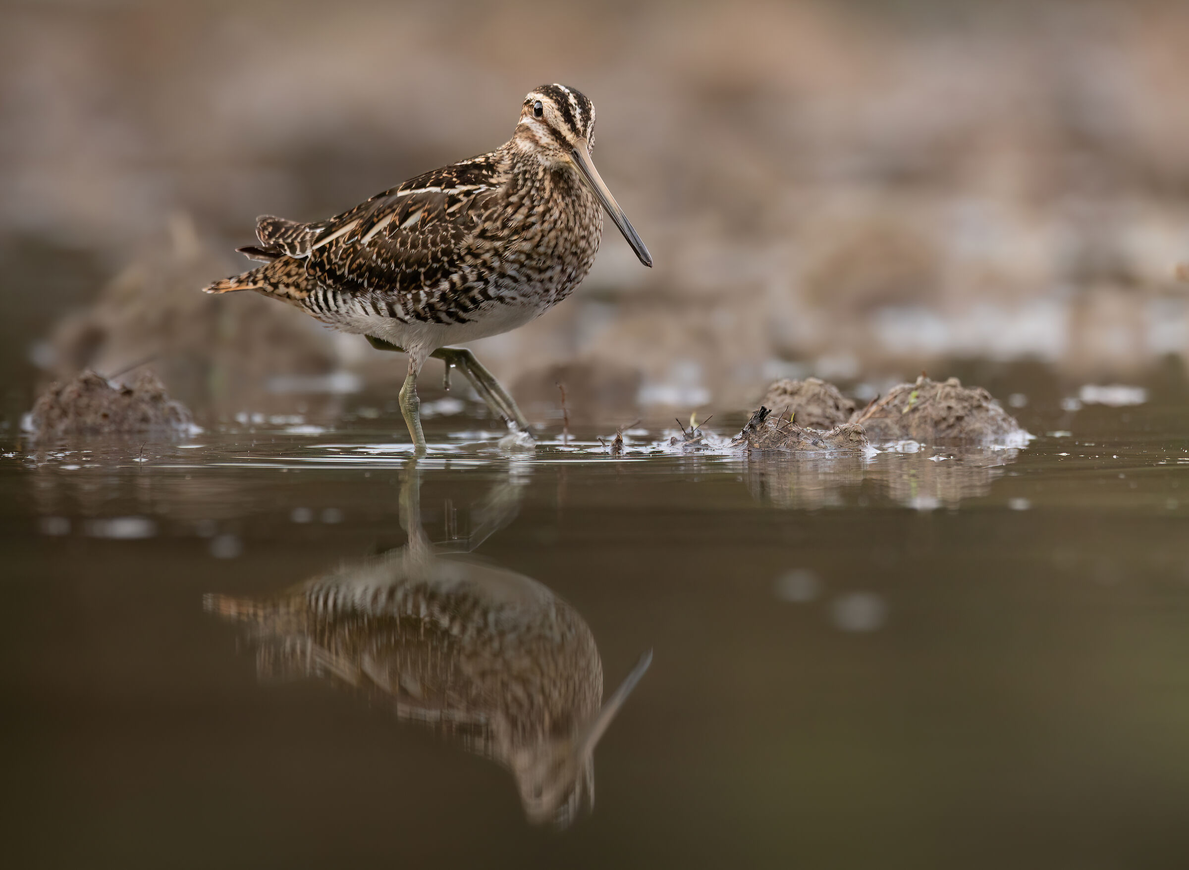 Snipe and its reflection