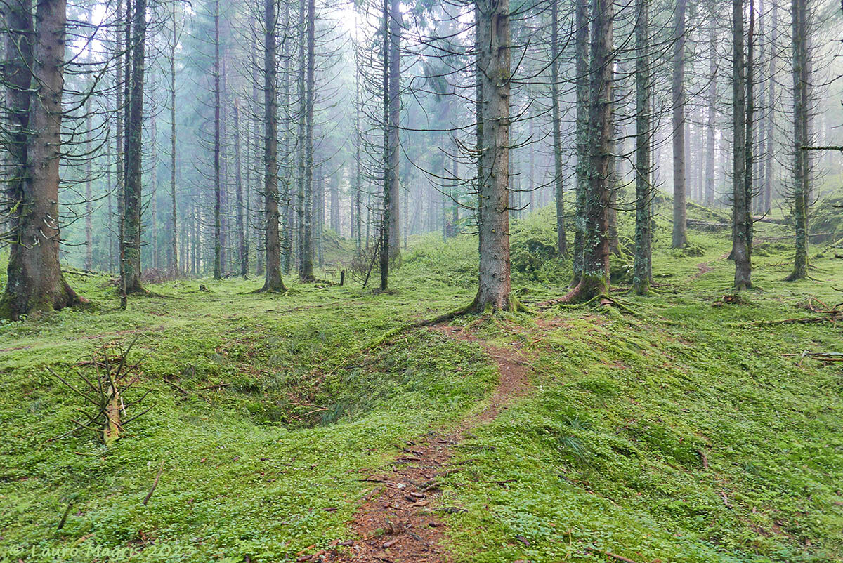 Traccia in Cansiglio