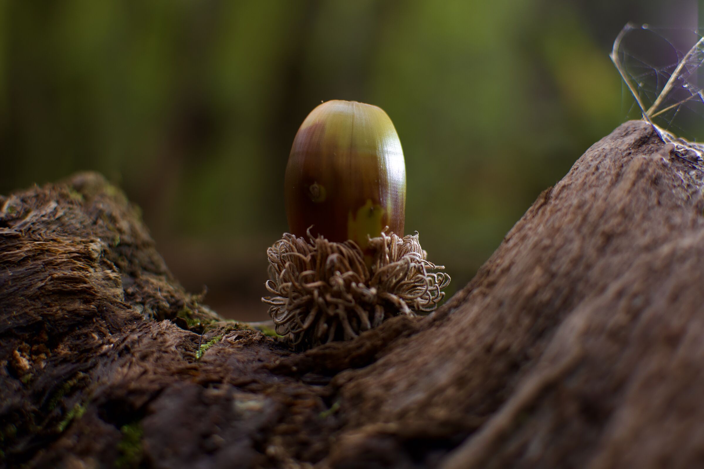 Una ghianda da esposizione