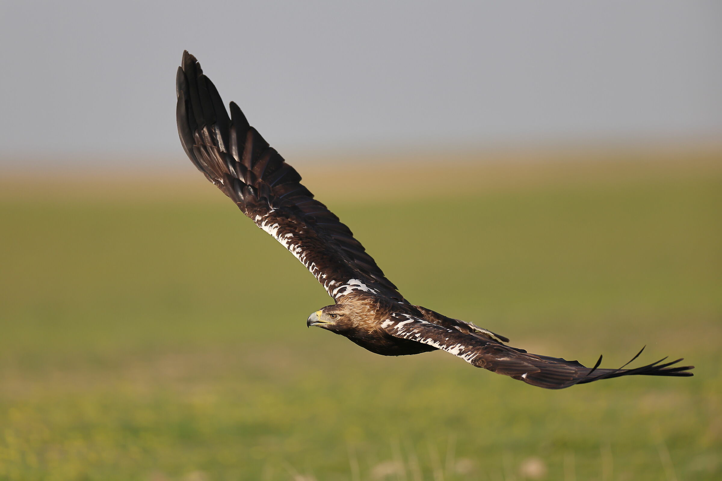 Adult Imperial Eagle