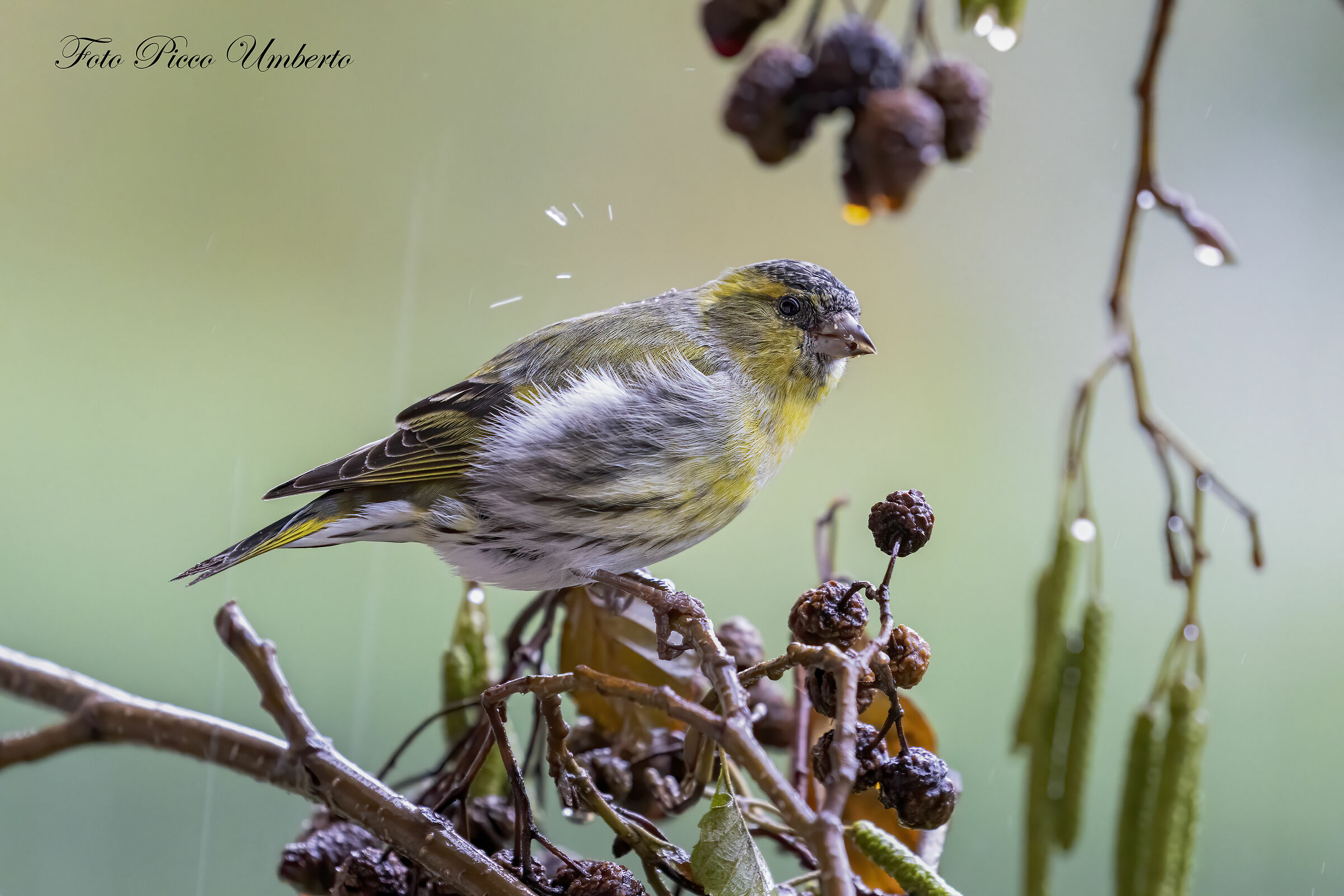lucherino su ontano sotto la pioggia