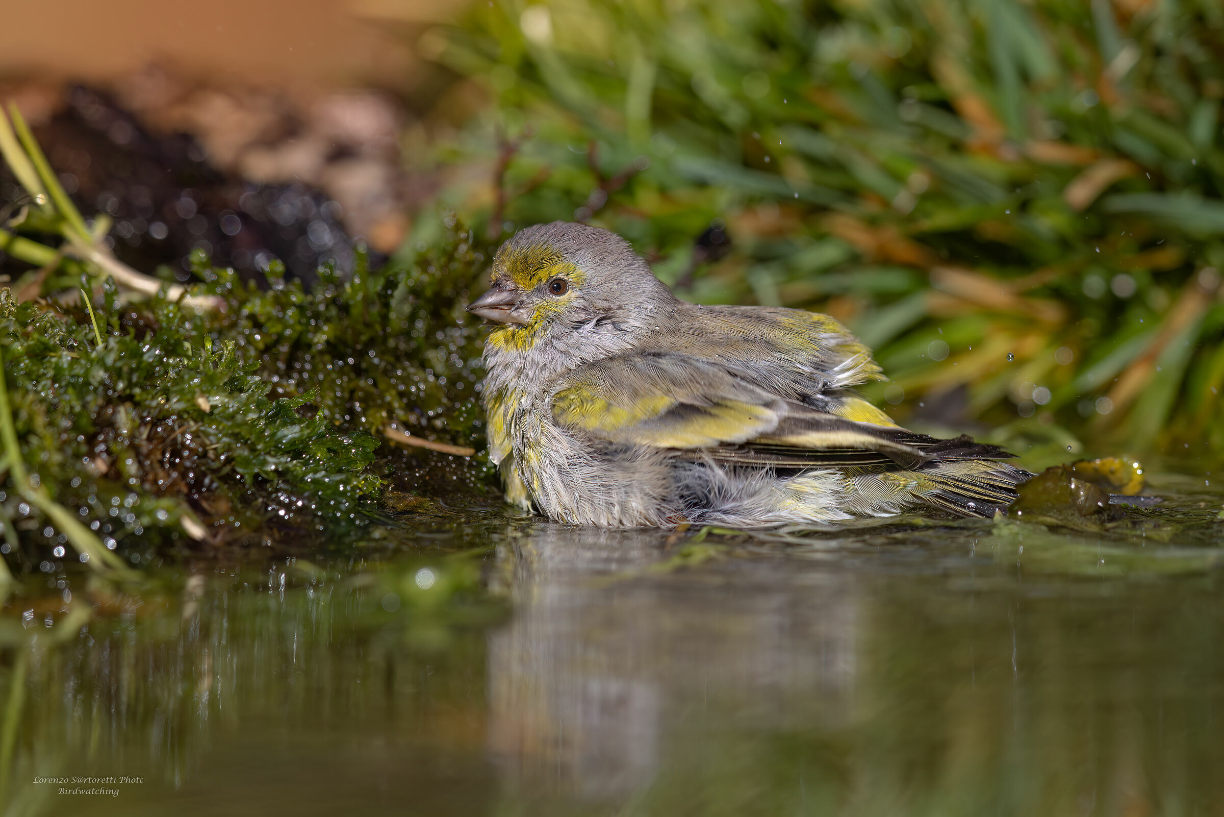 Venturone in piscina