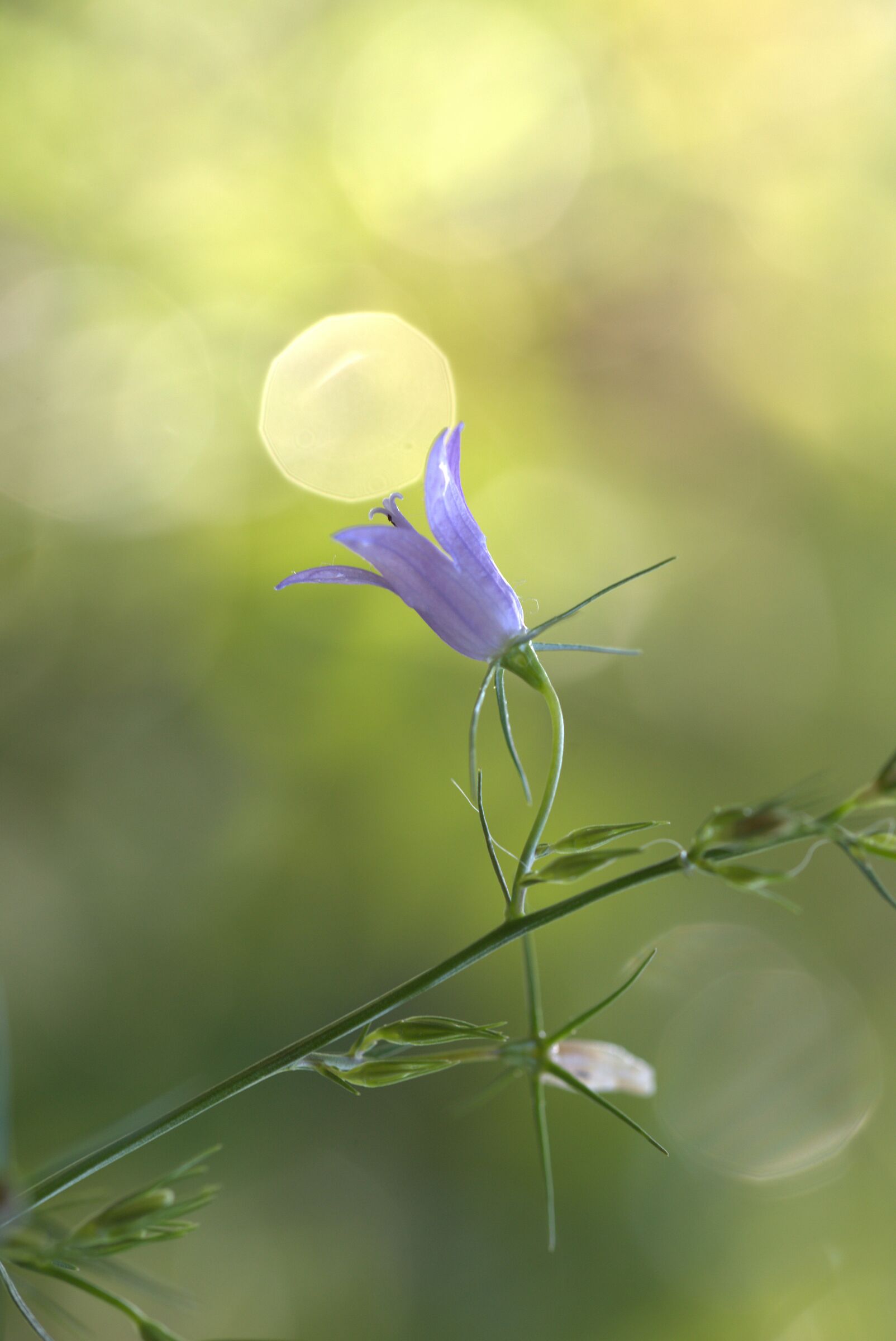 Caressed by a flare