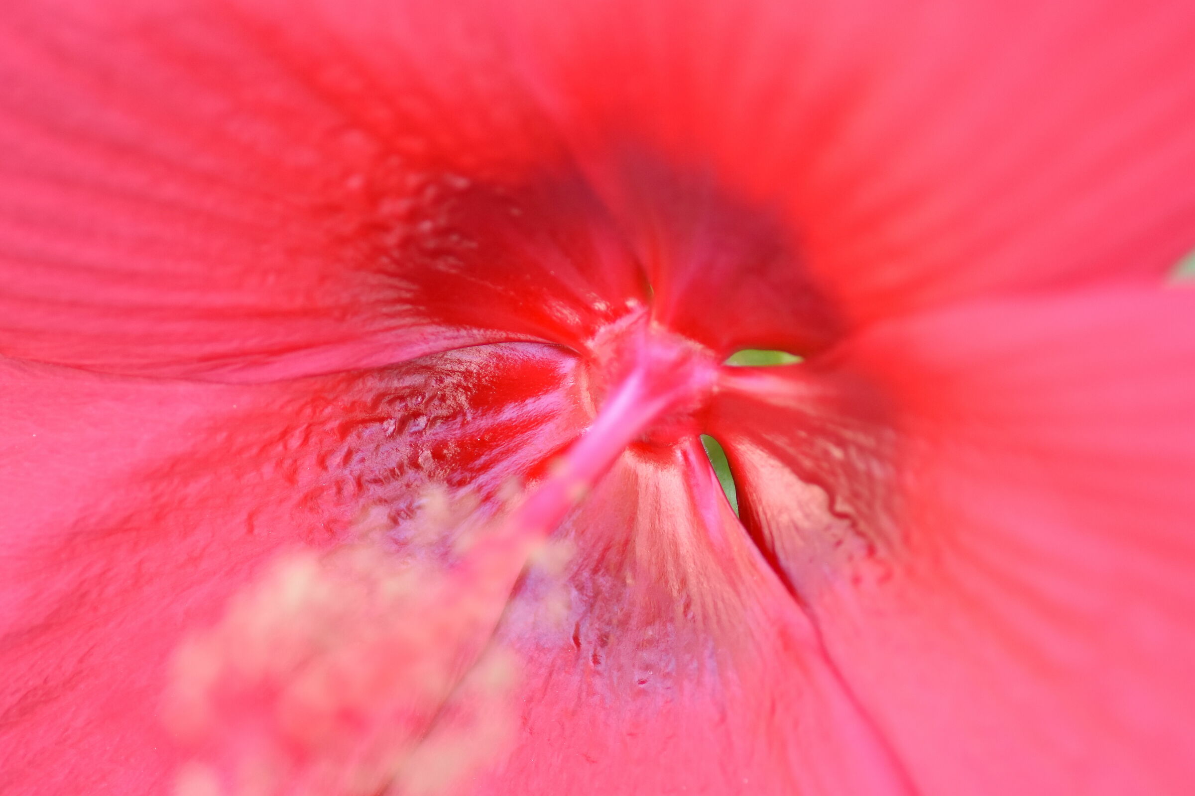 " Crop 150 " Tokina 100 F. 2.8 Atx-i - Nikon D 720...