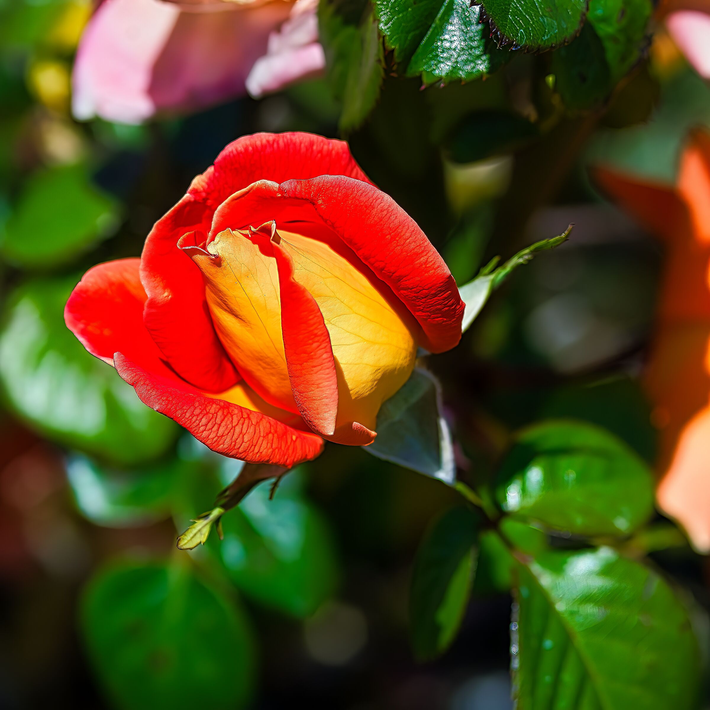 Rosa