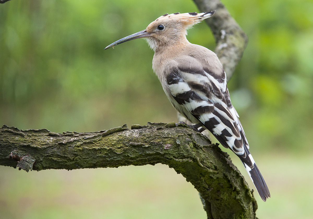 hoopoe