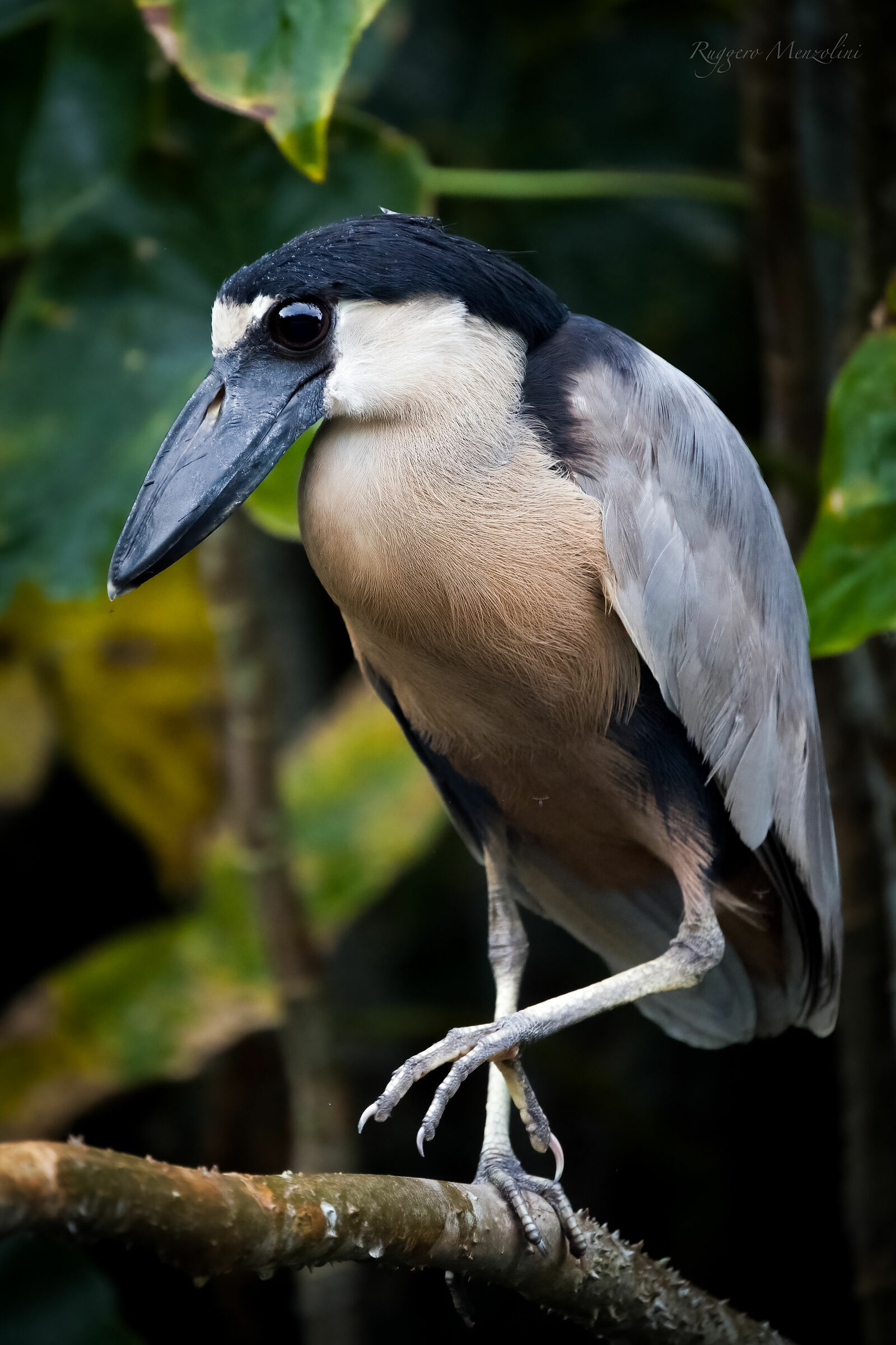 Boat billed heron