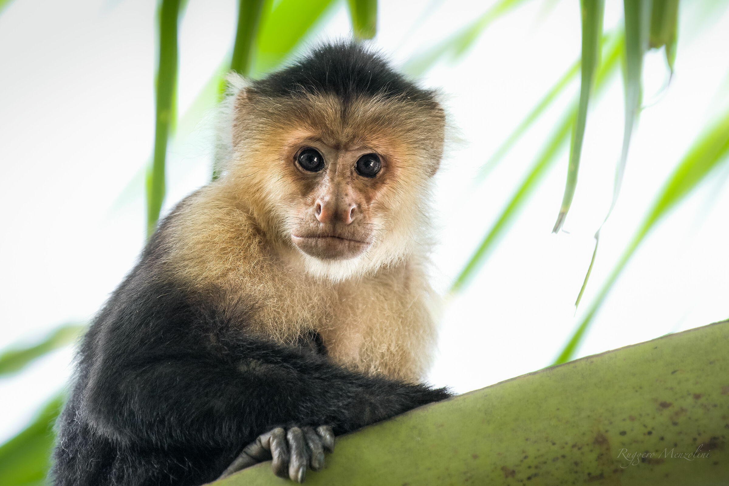 White faced capuchin
