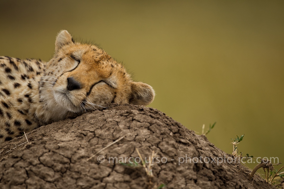 The beautiful sleeping ...