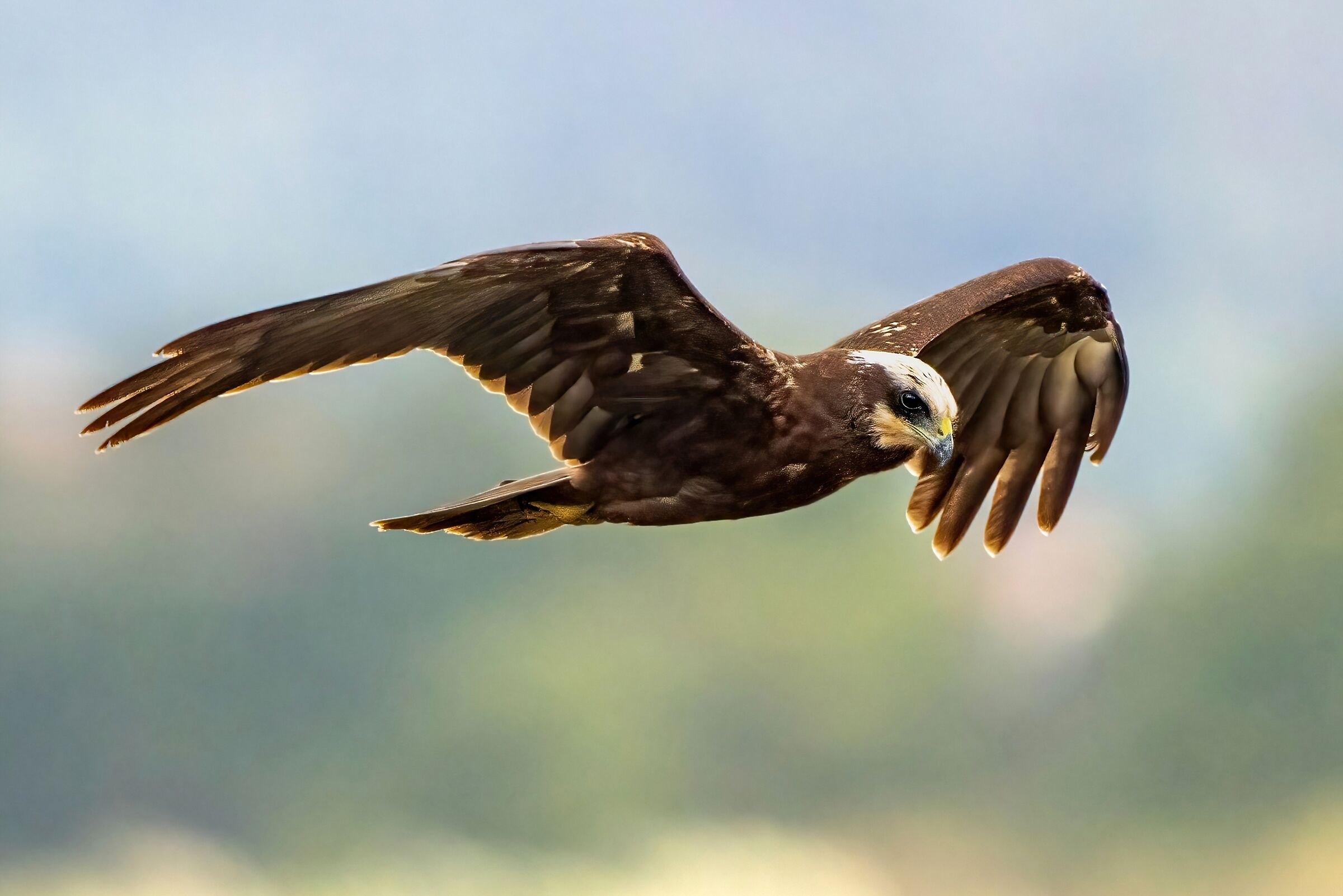 Falco di palude (Circus aeruginosus)