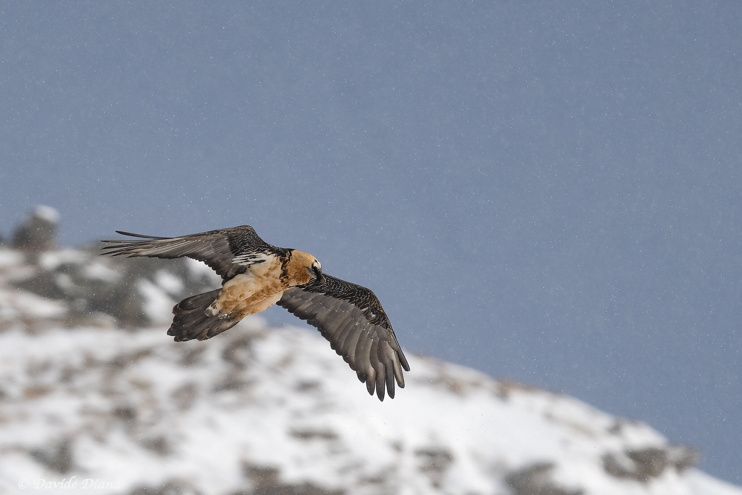 Gypaetus barbatus