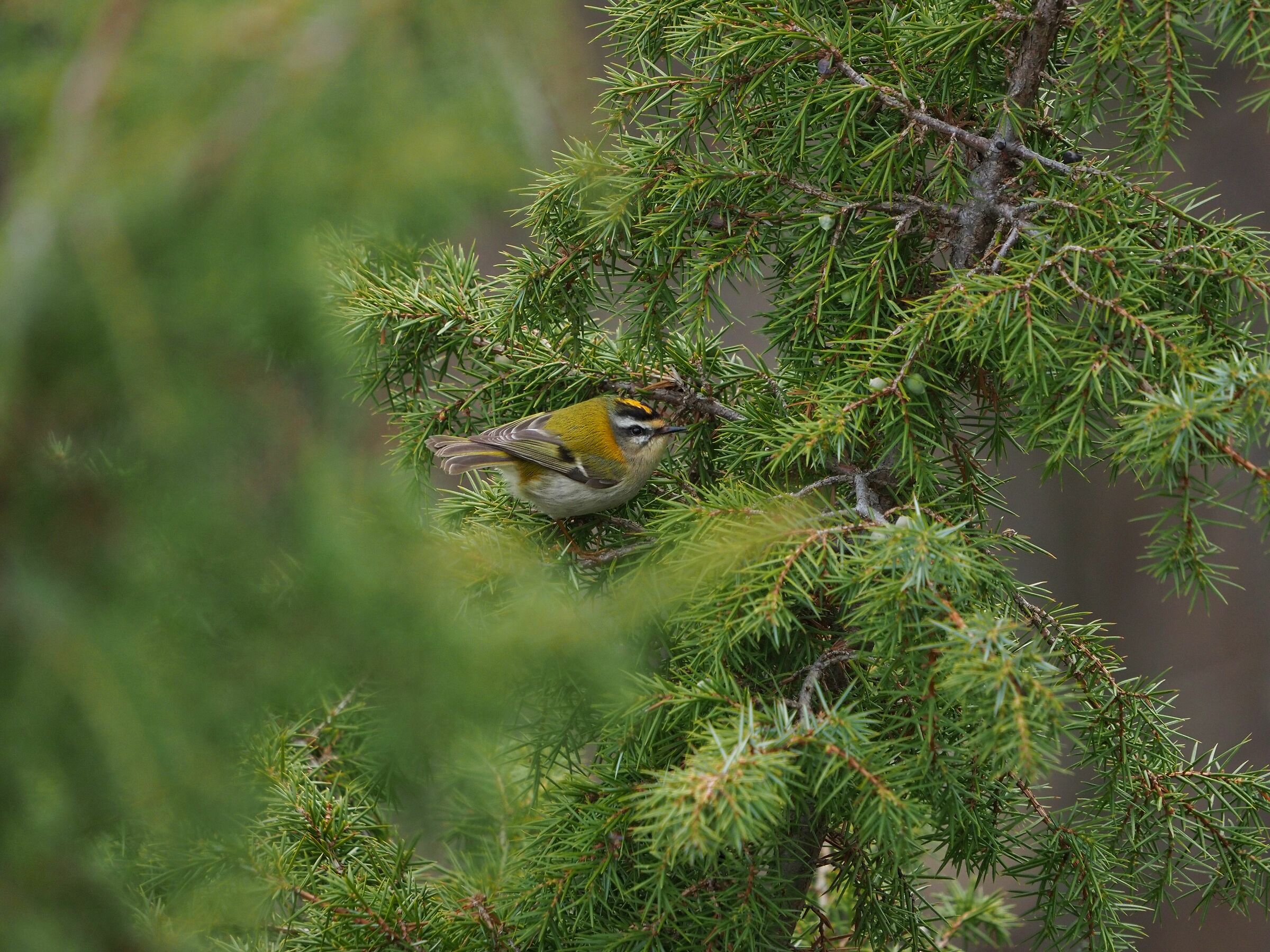 Little flower in the branches of the juniper tree