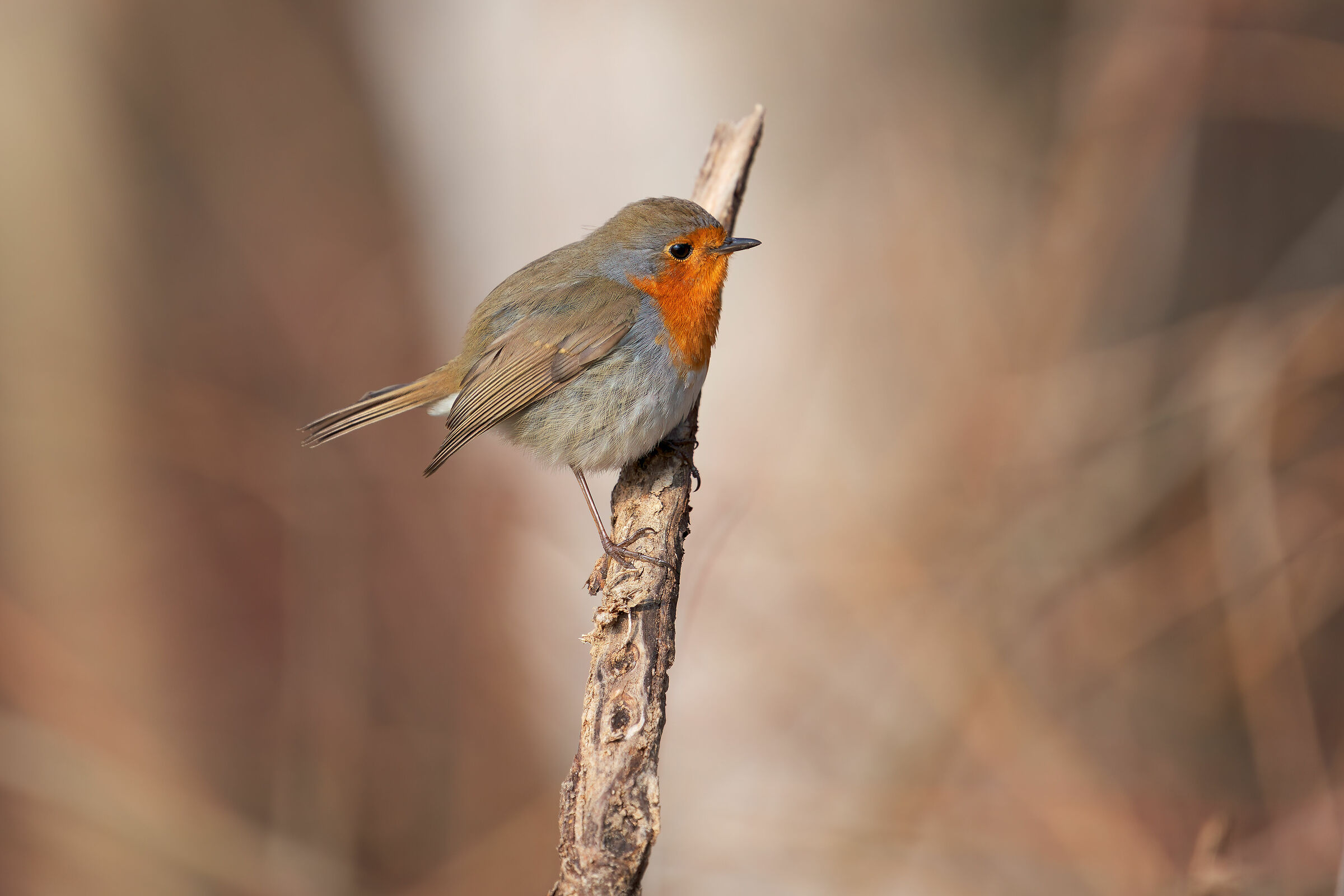 Robin posing
