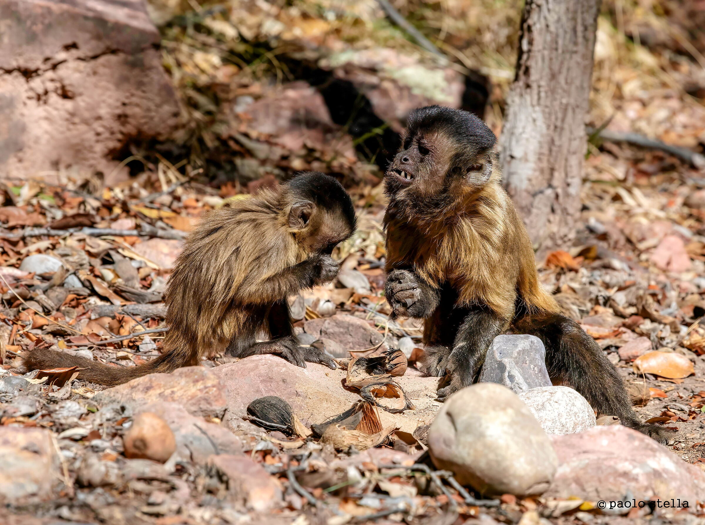 il vecchio ed il giovane