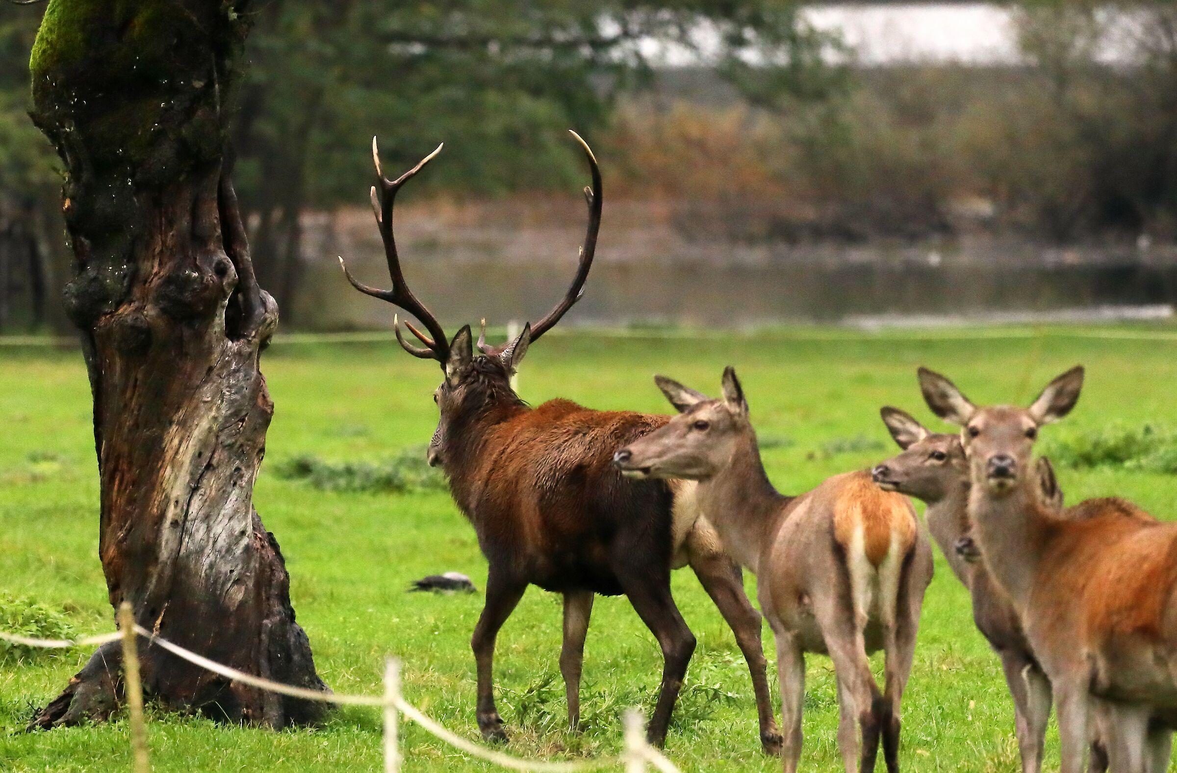 After the labors of the bellowing