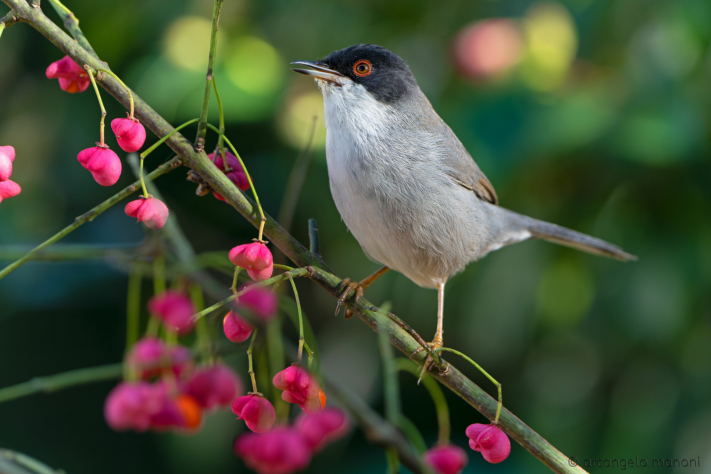 Among the priest's hats