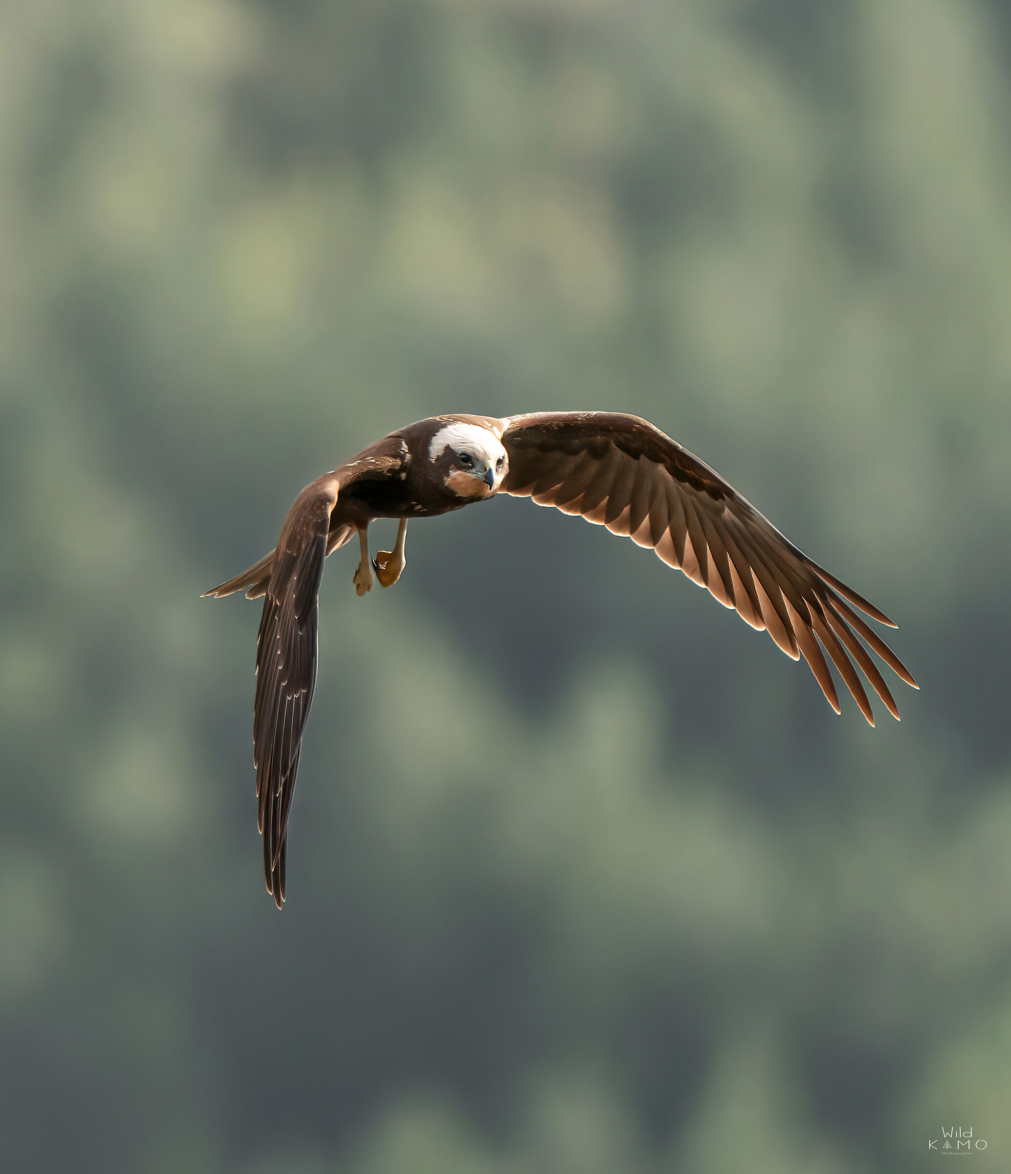 Falco di Palude Femmina