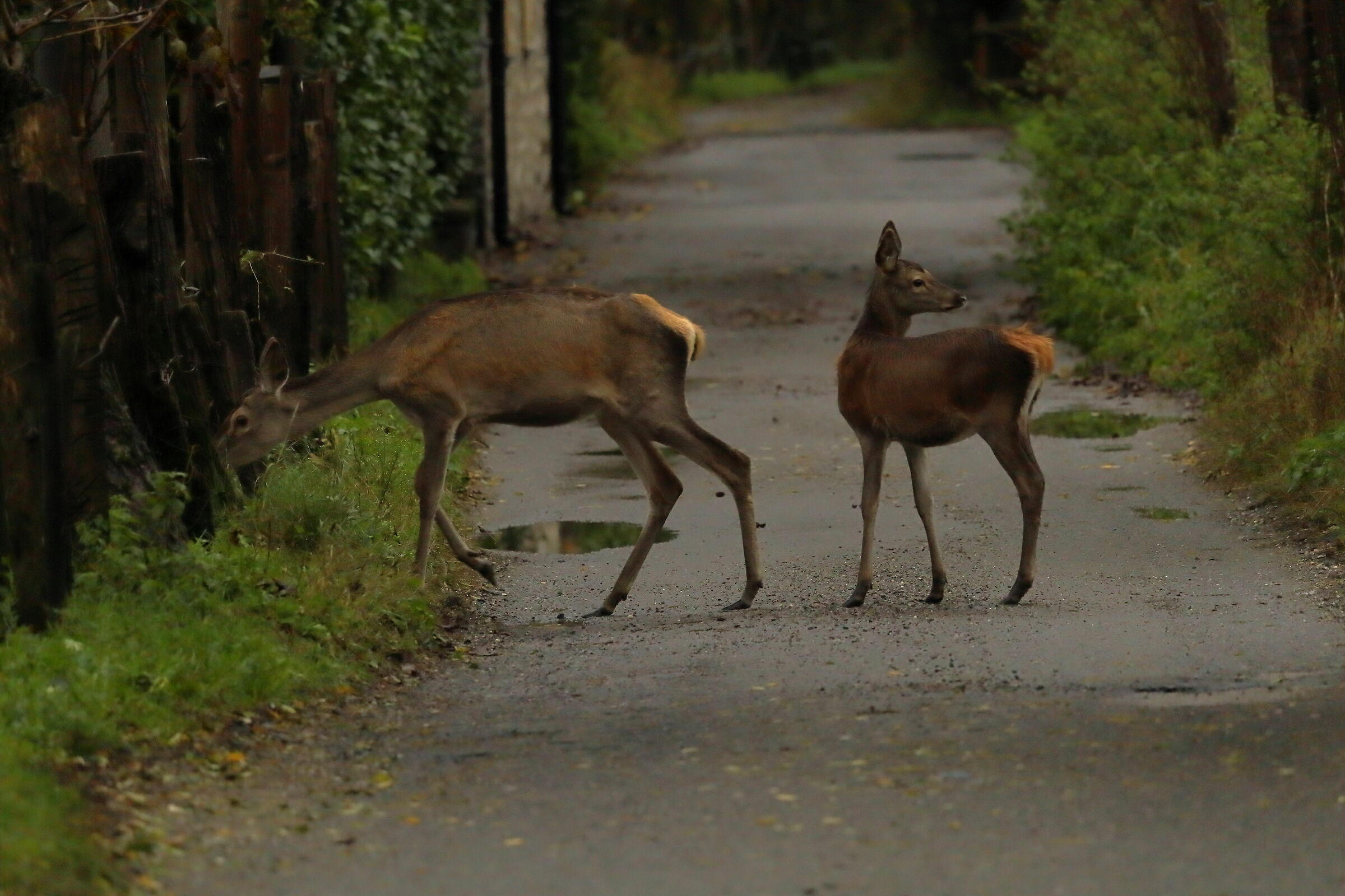 Walking with mom...