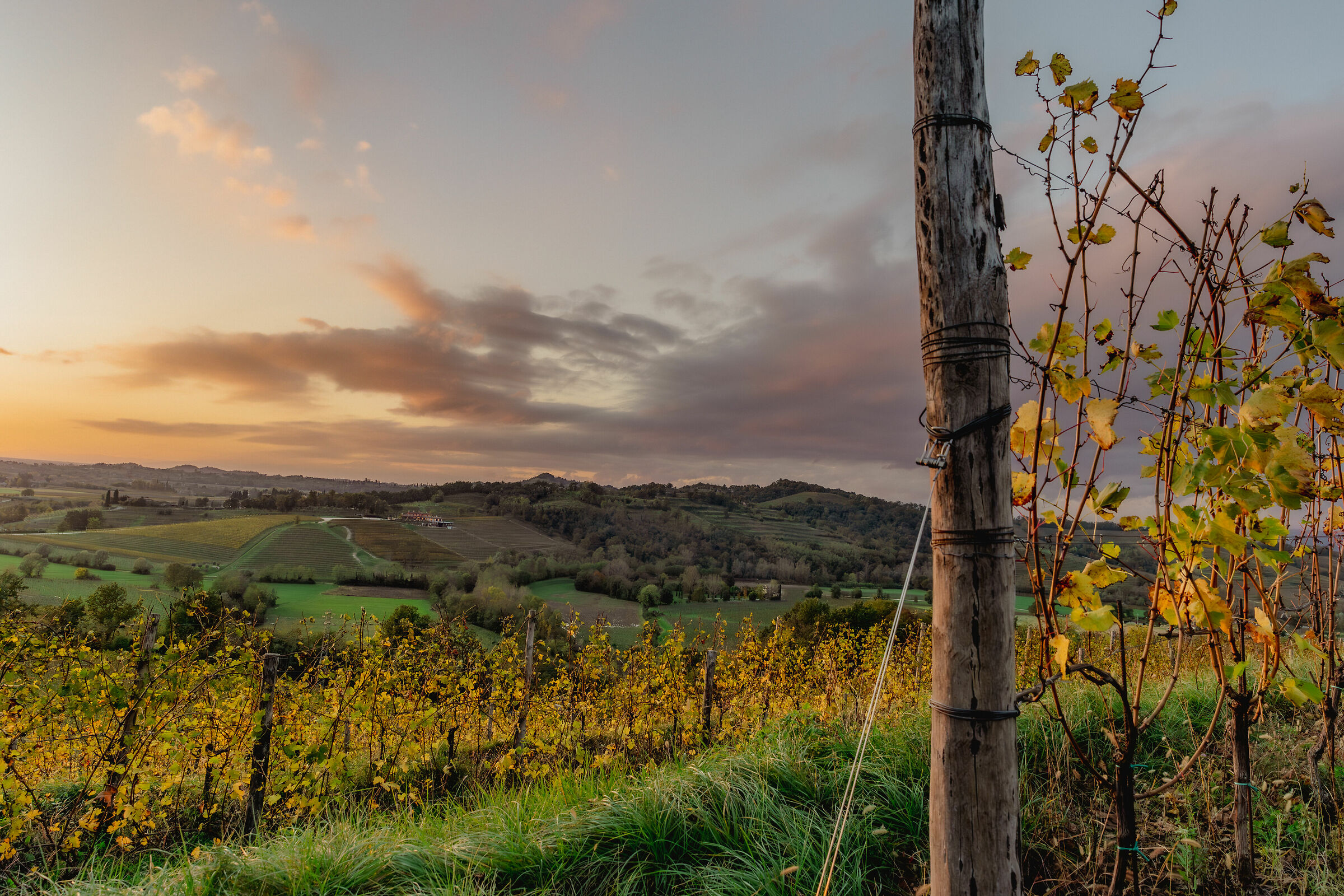 Colli orientali del Friuli