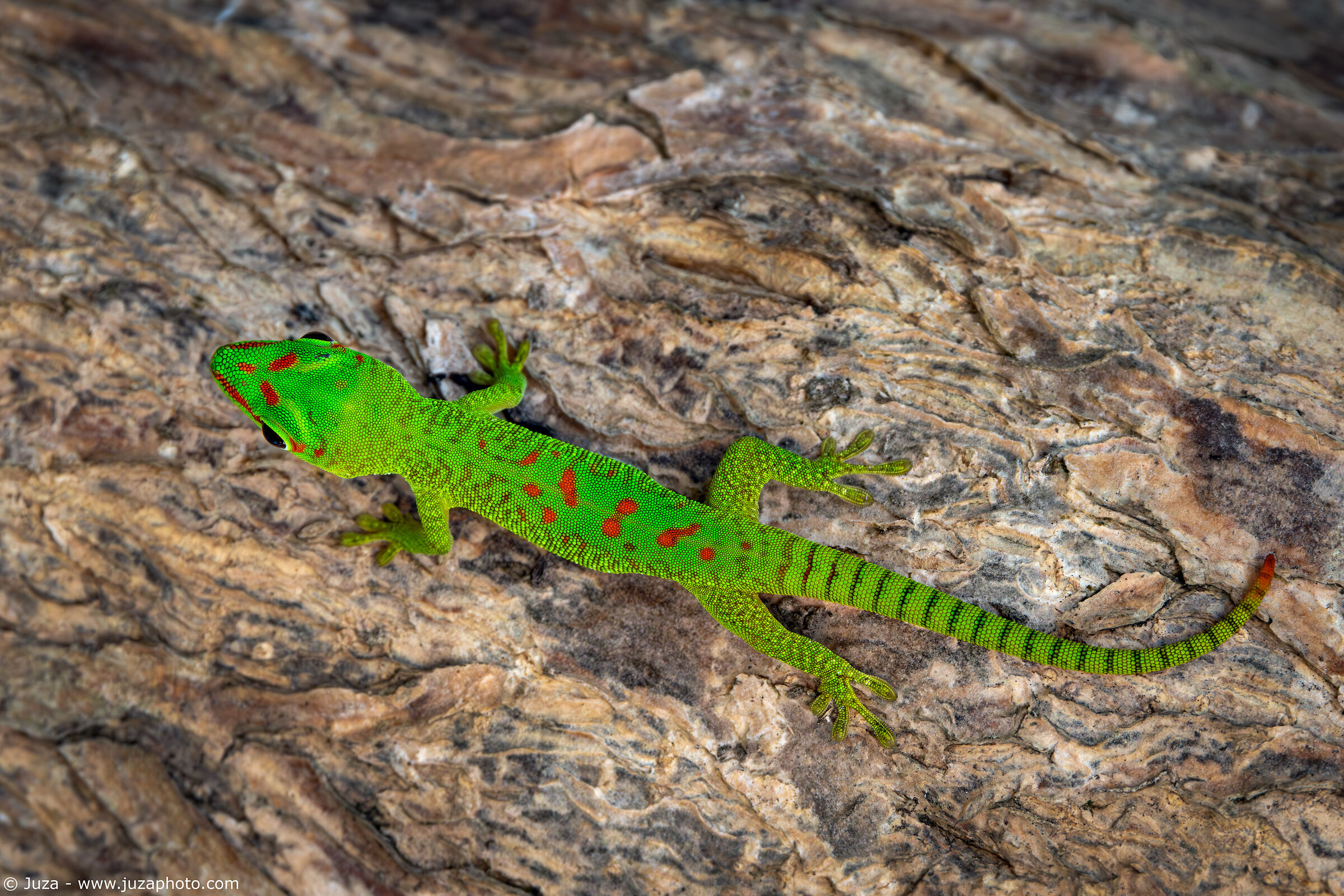 Il geco di inizio viaggio (Phelsuma grandis)