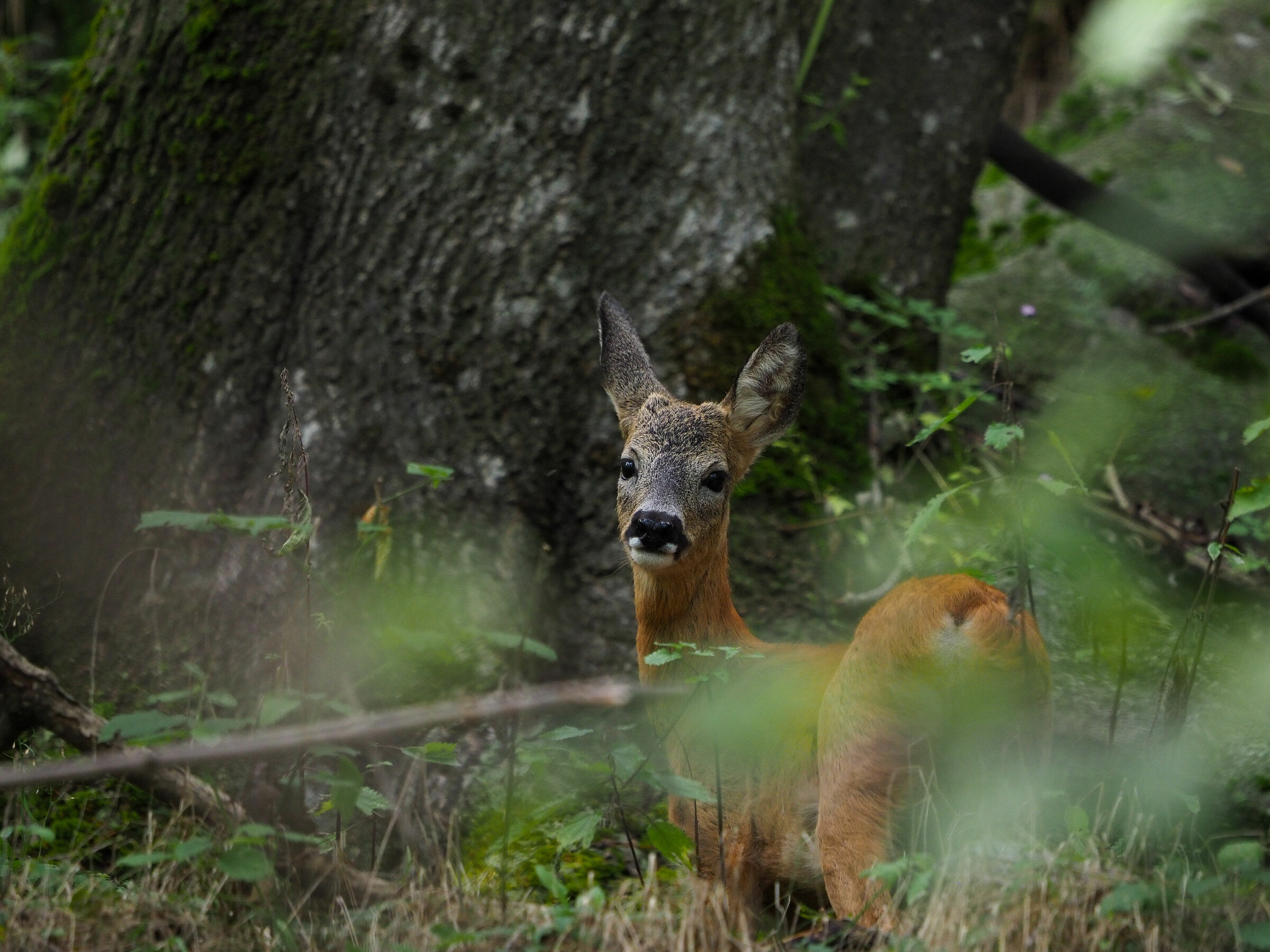 Roe deer